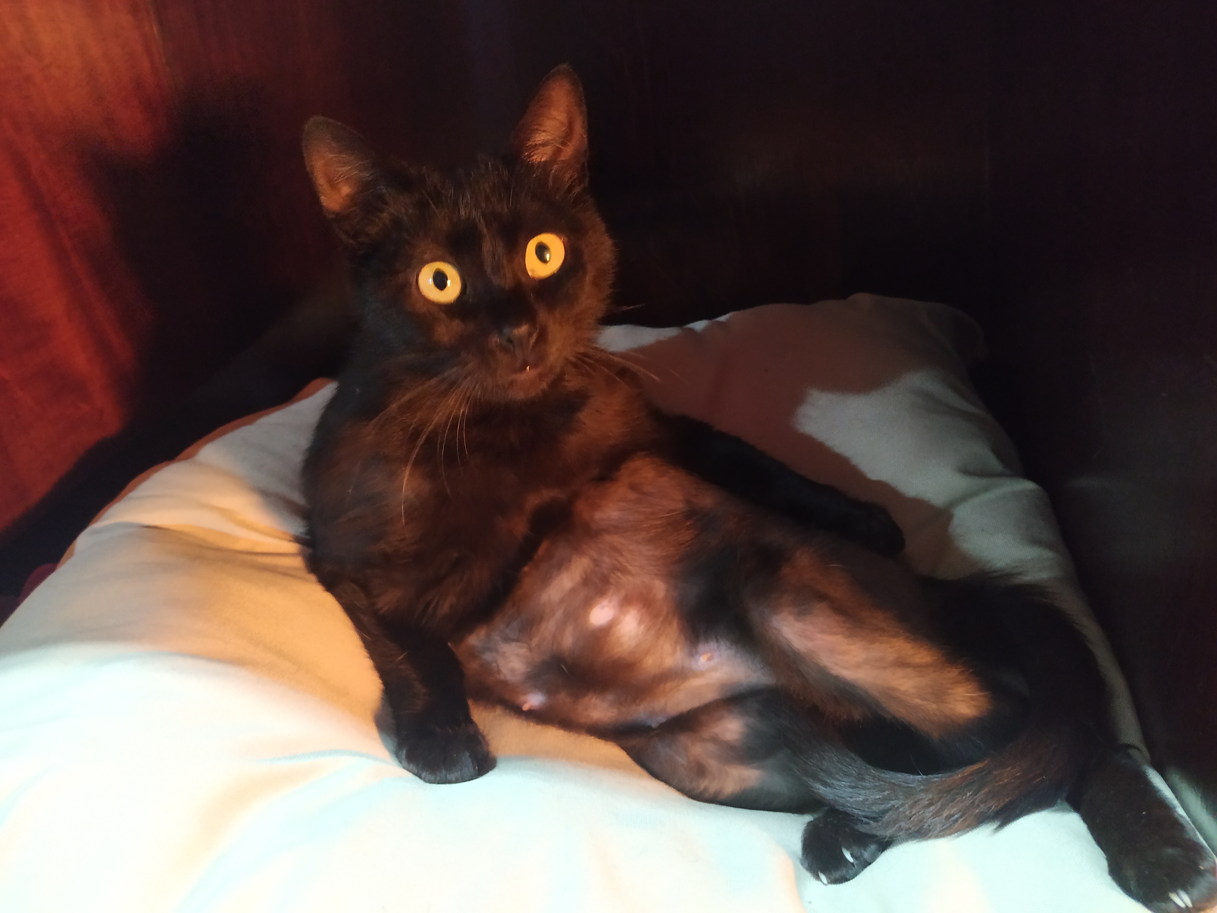 Draw me like one of your French cats