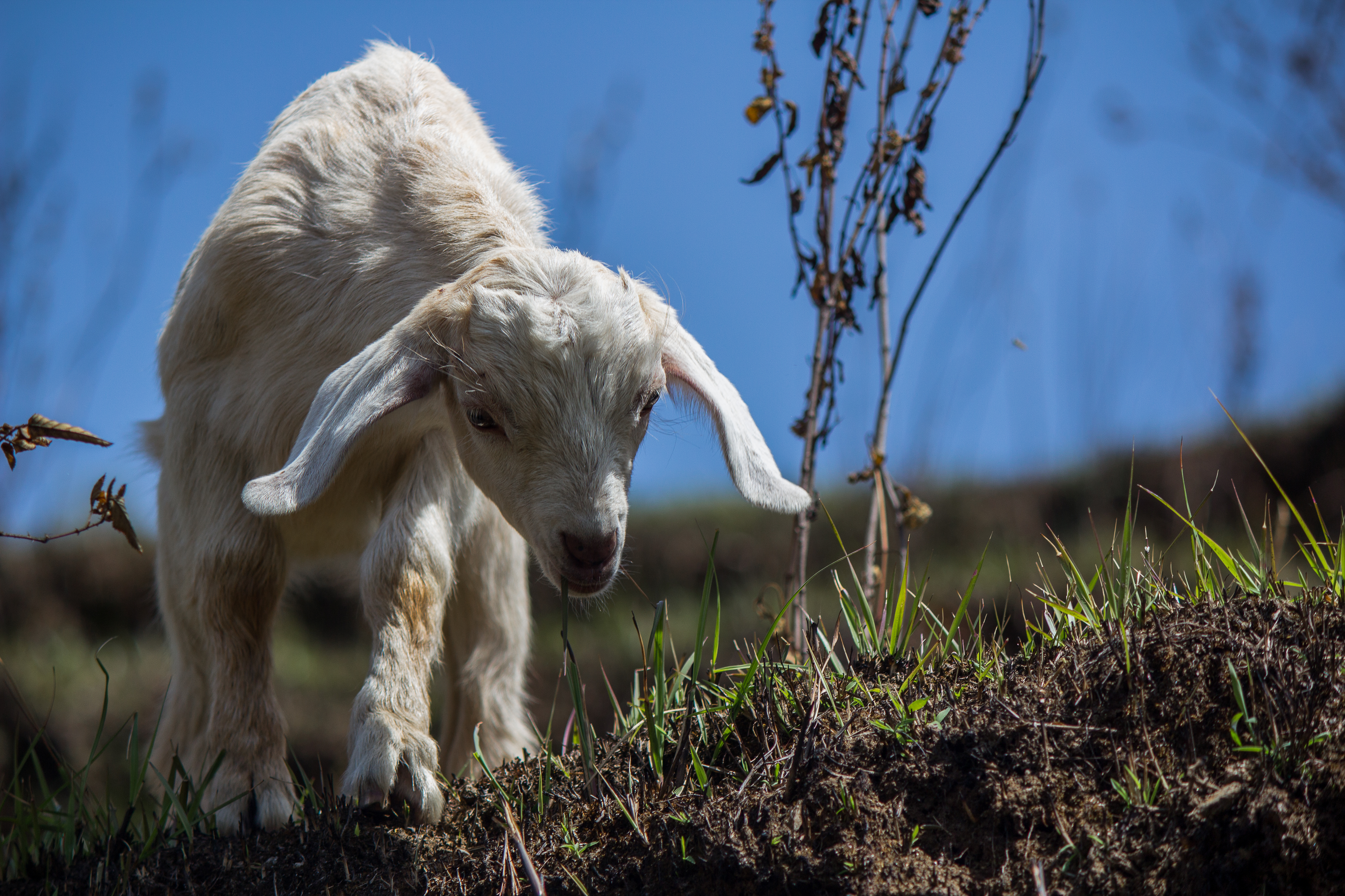 A Gentle Wanderer #6
