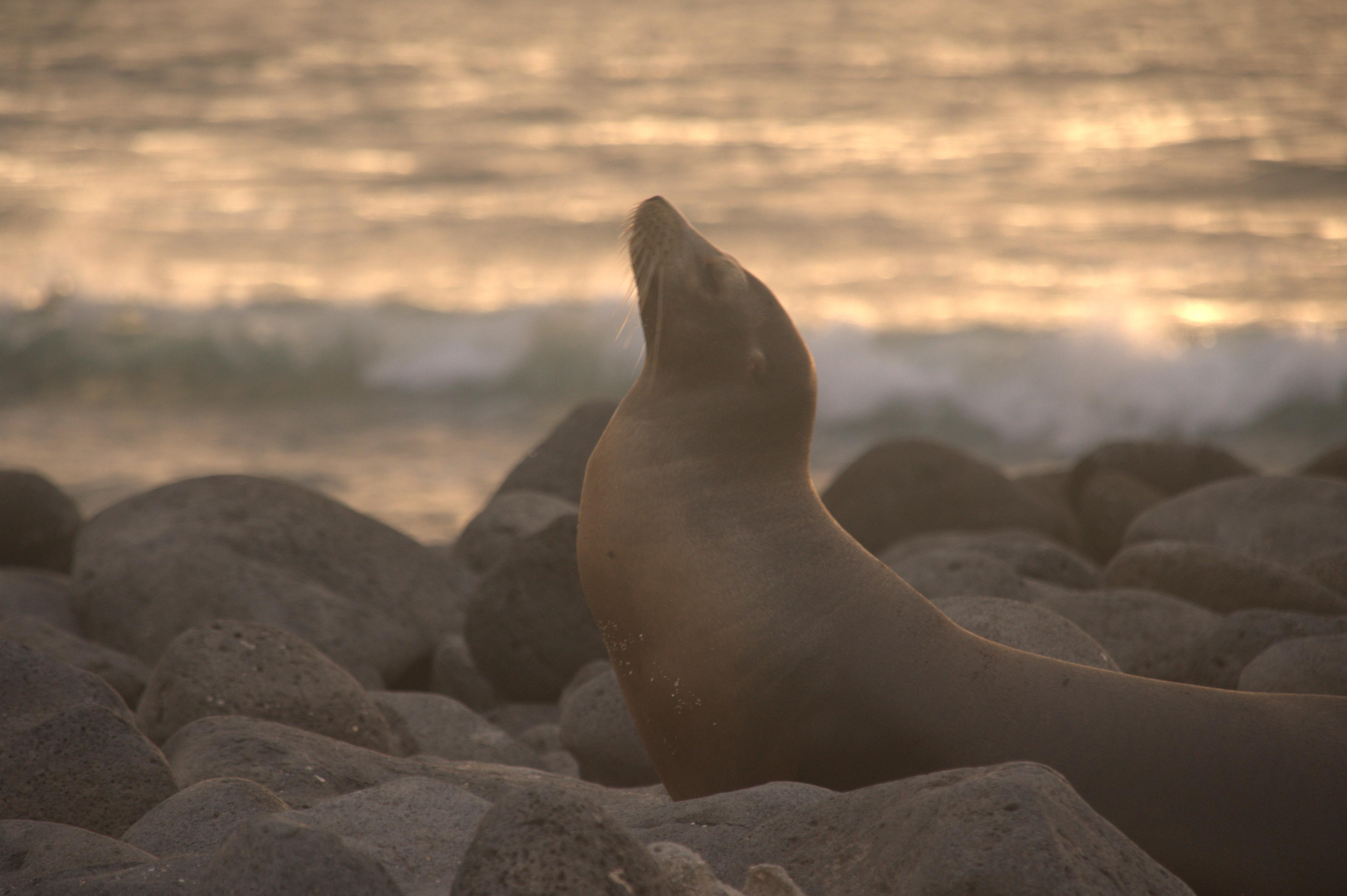 Galapagos Seal