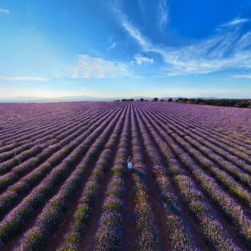 Purple dreams