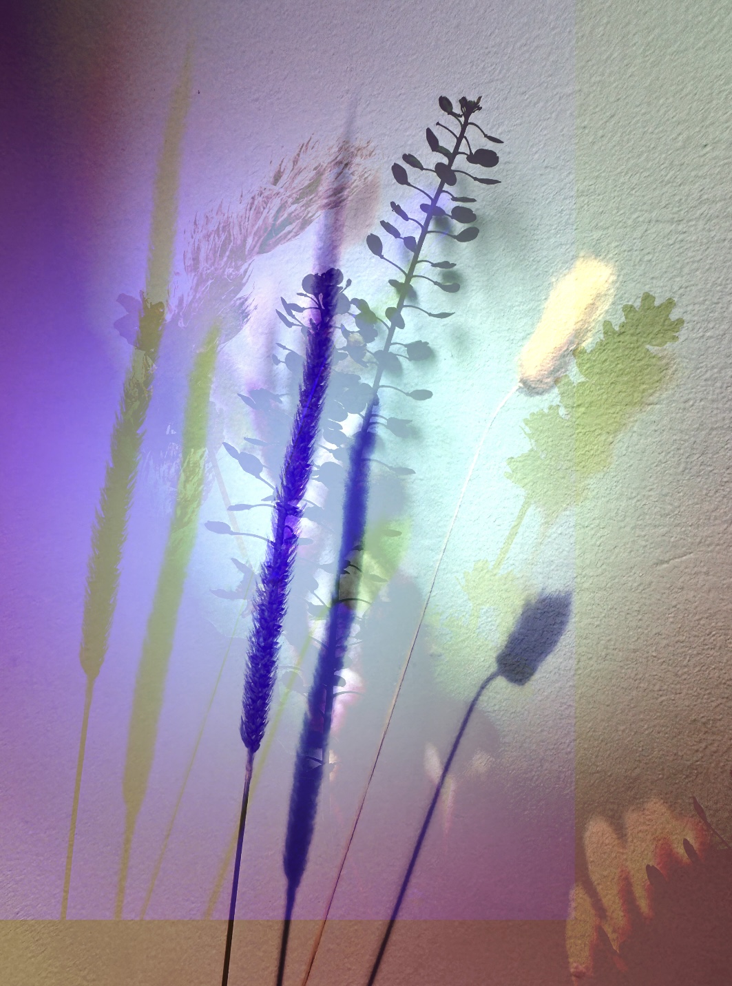Vibrant Shadows #27