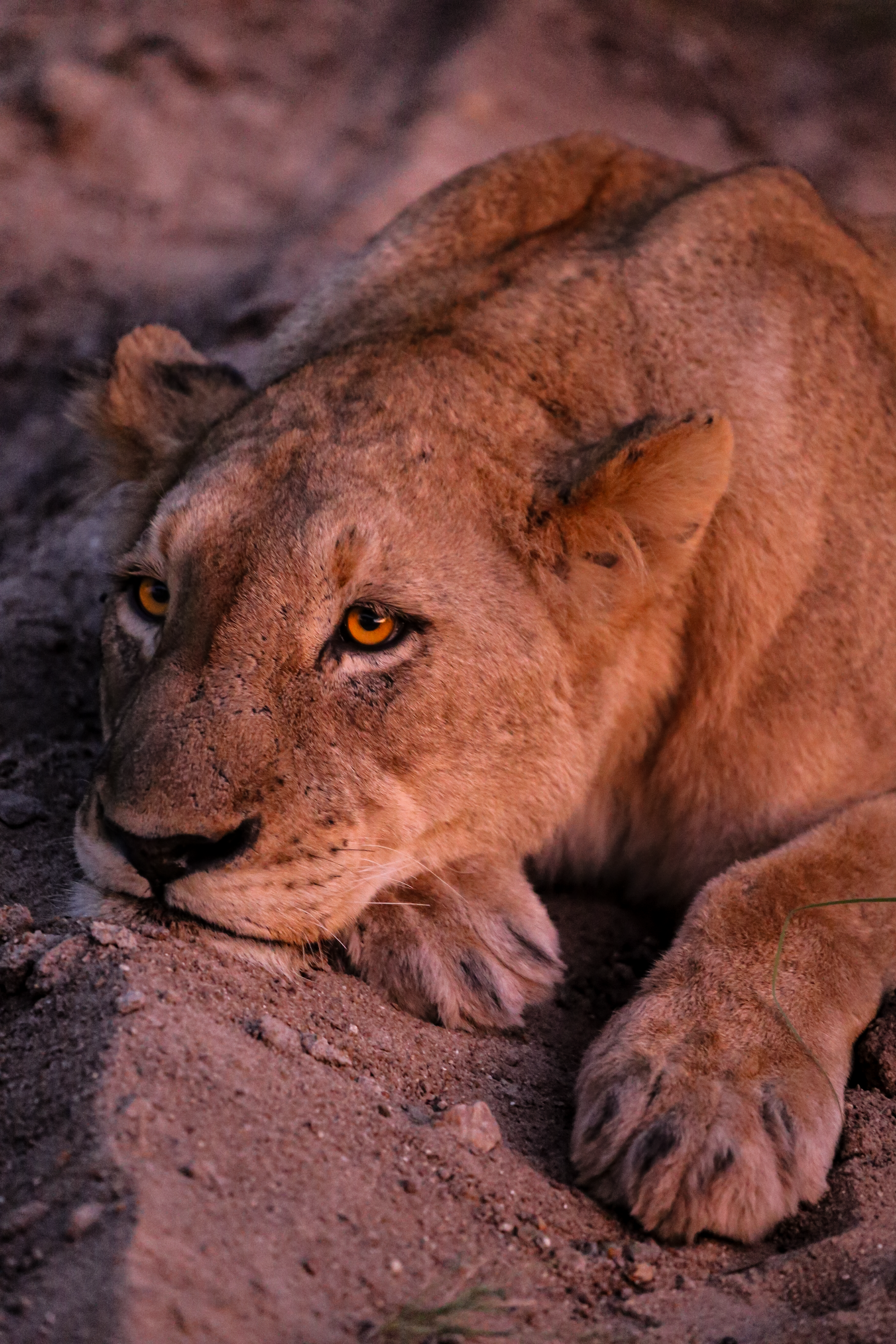 Safari Airdrop