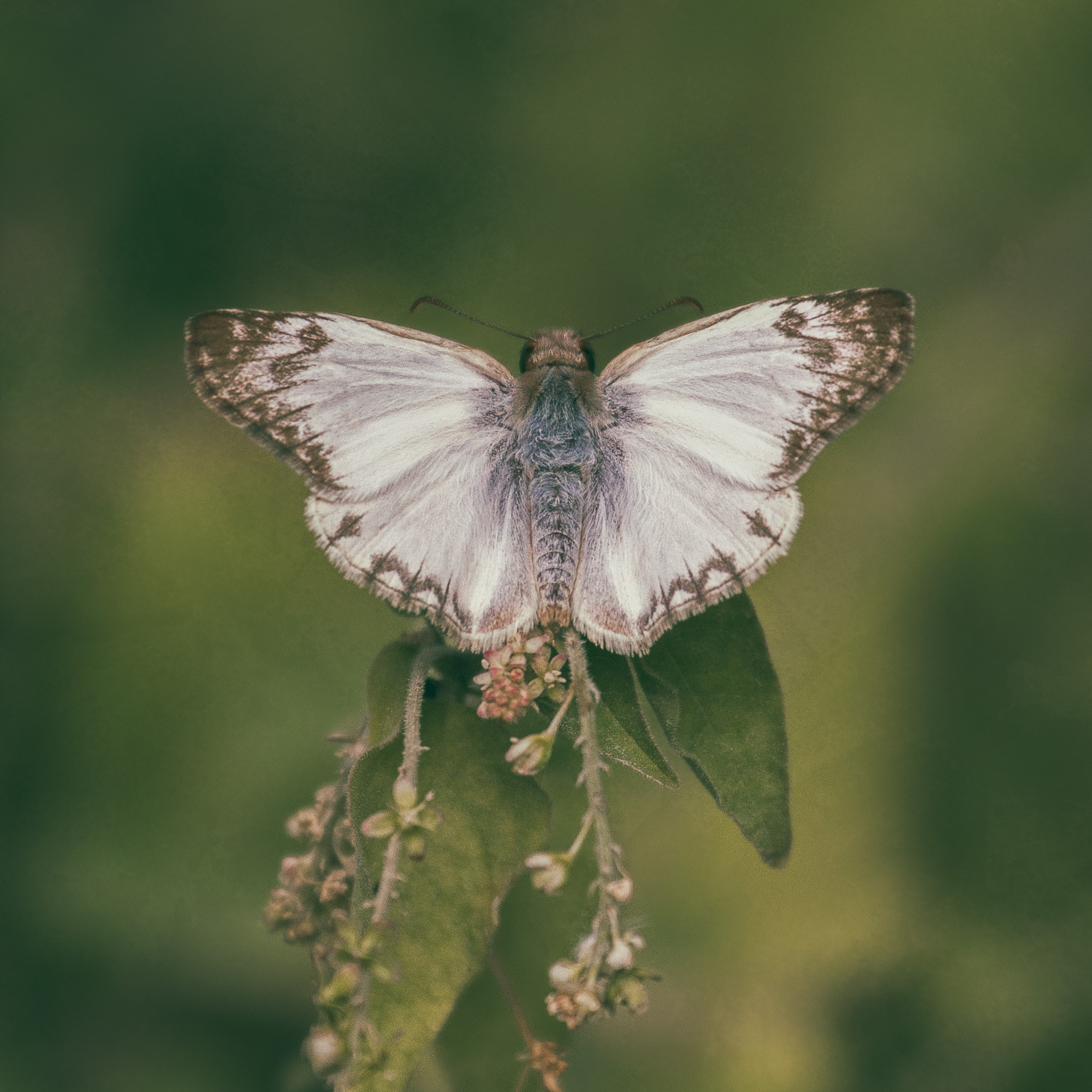 Laviana White-skipper