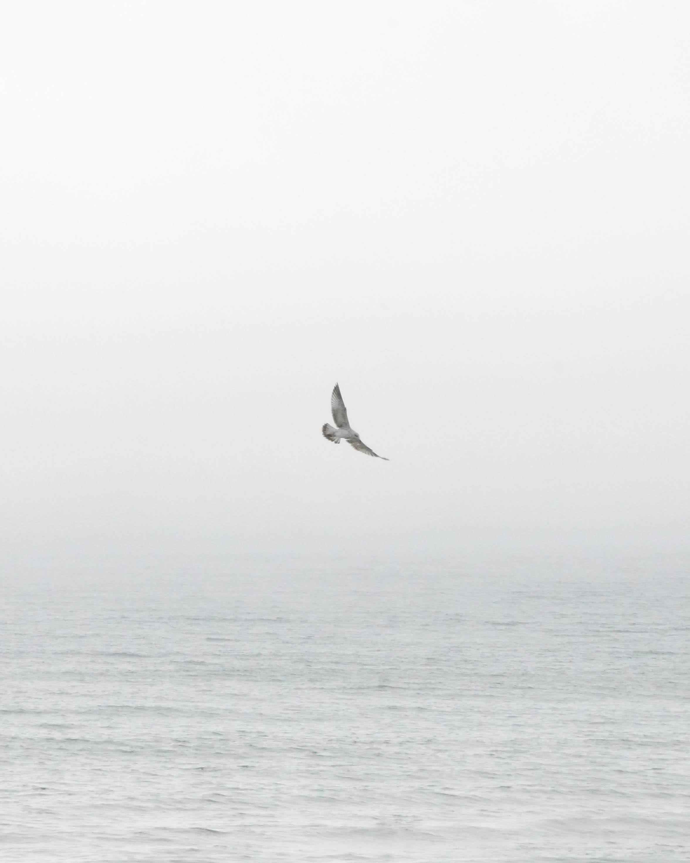 🕊️