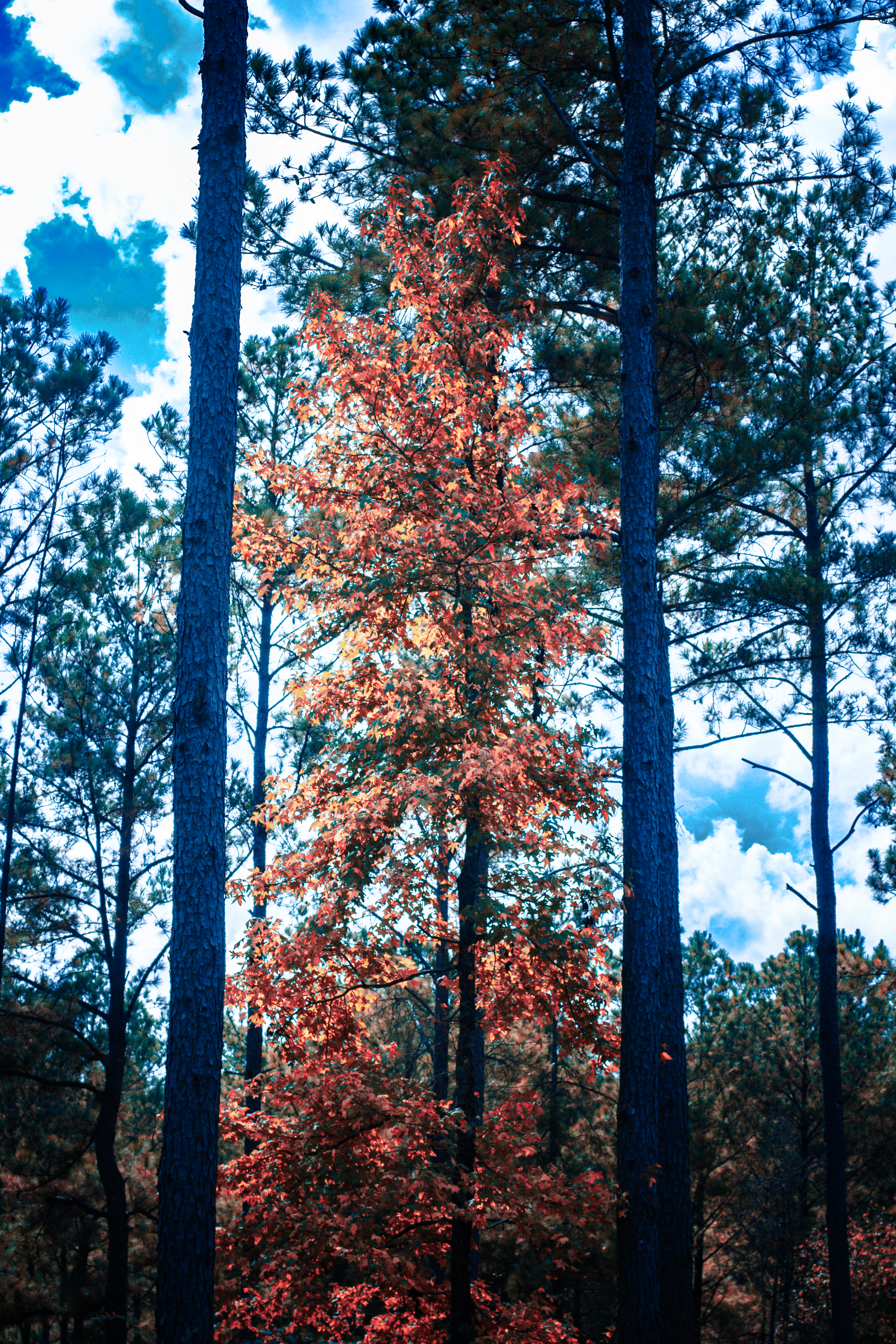 Tree Framer