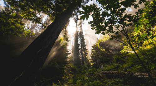 Big Sur - 14