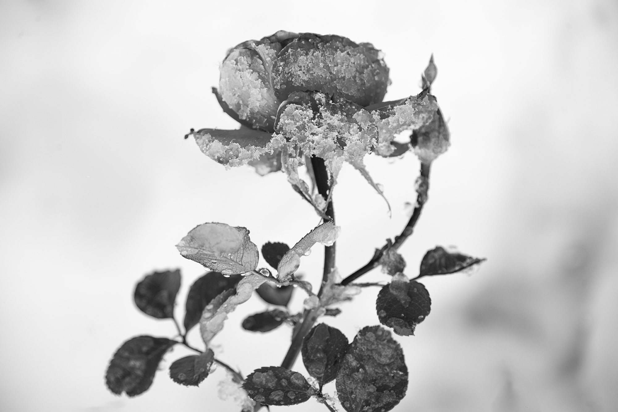 Icy Heart #15
