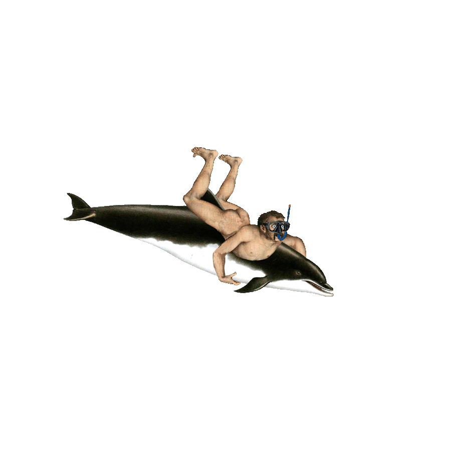 Dolphin Ride