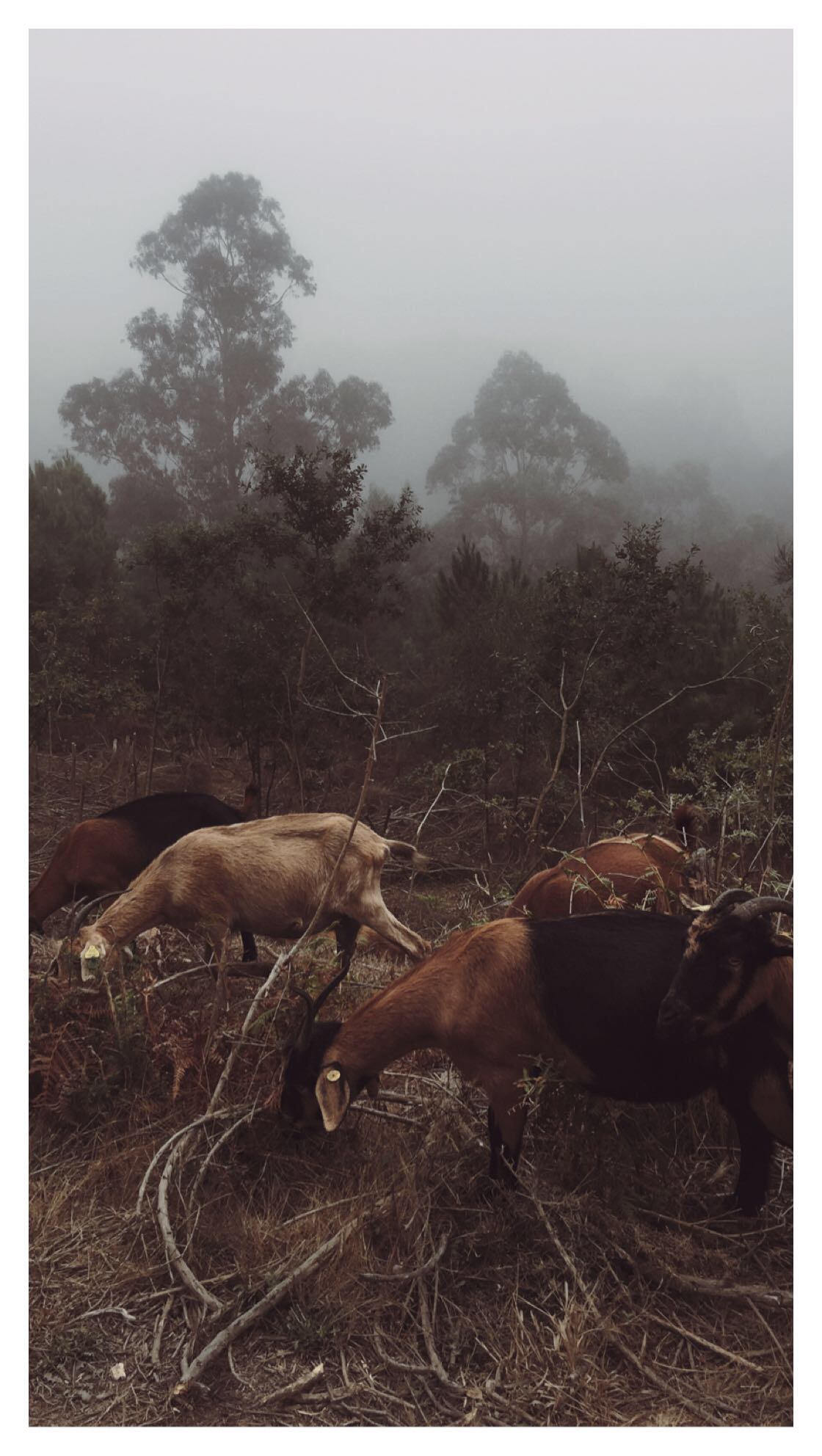 The GOATs