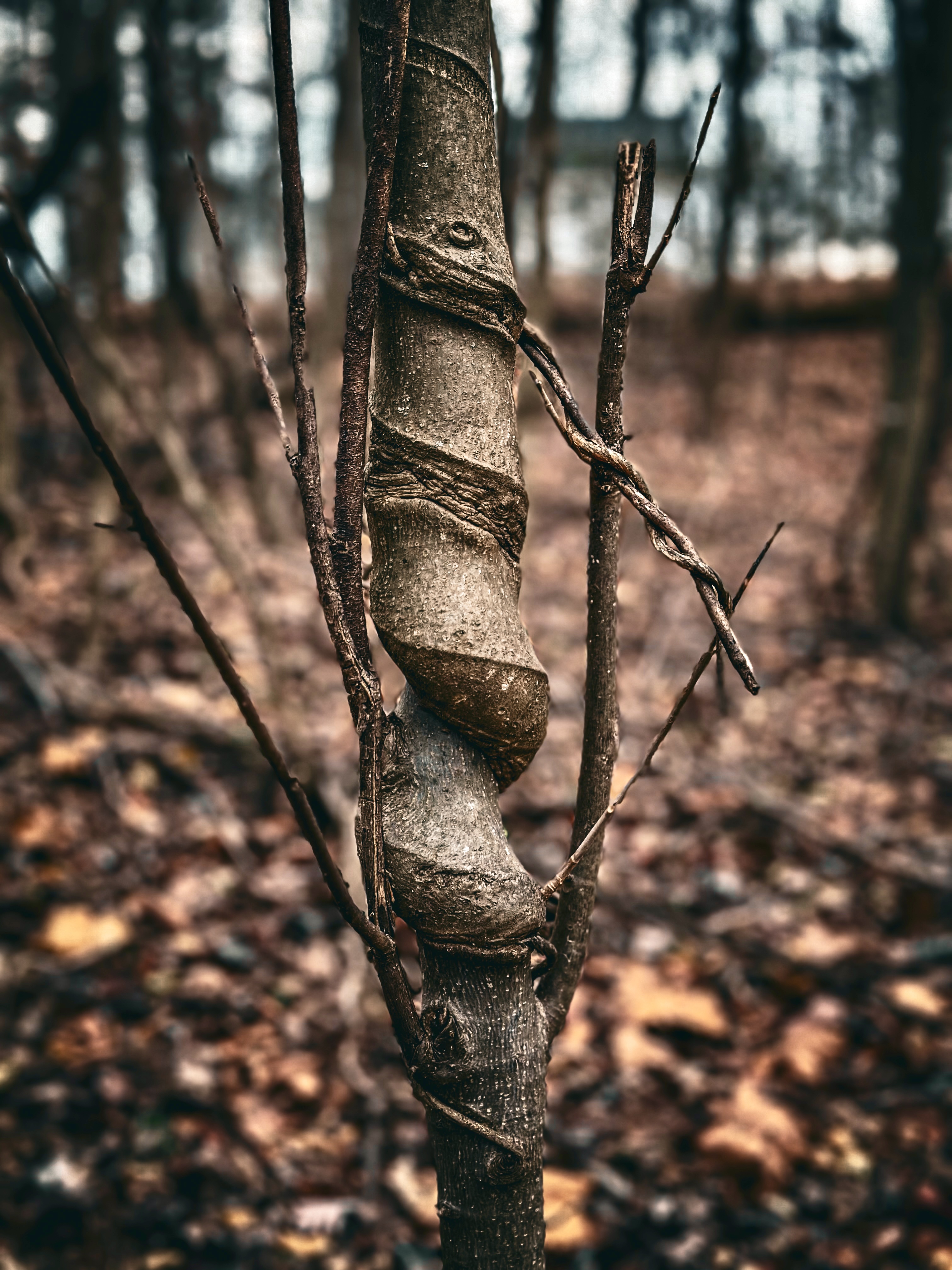 Twisted Tree #227