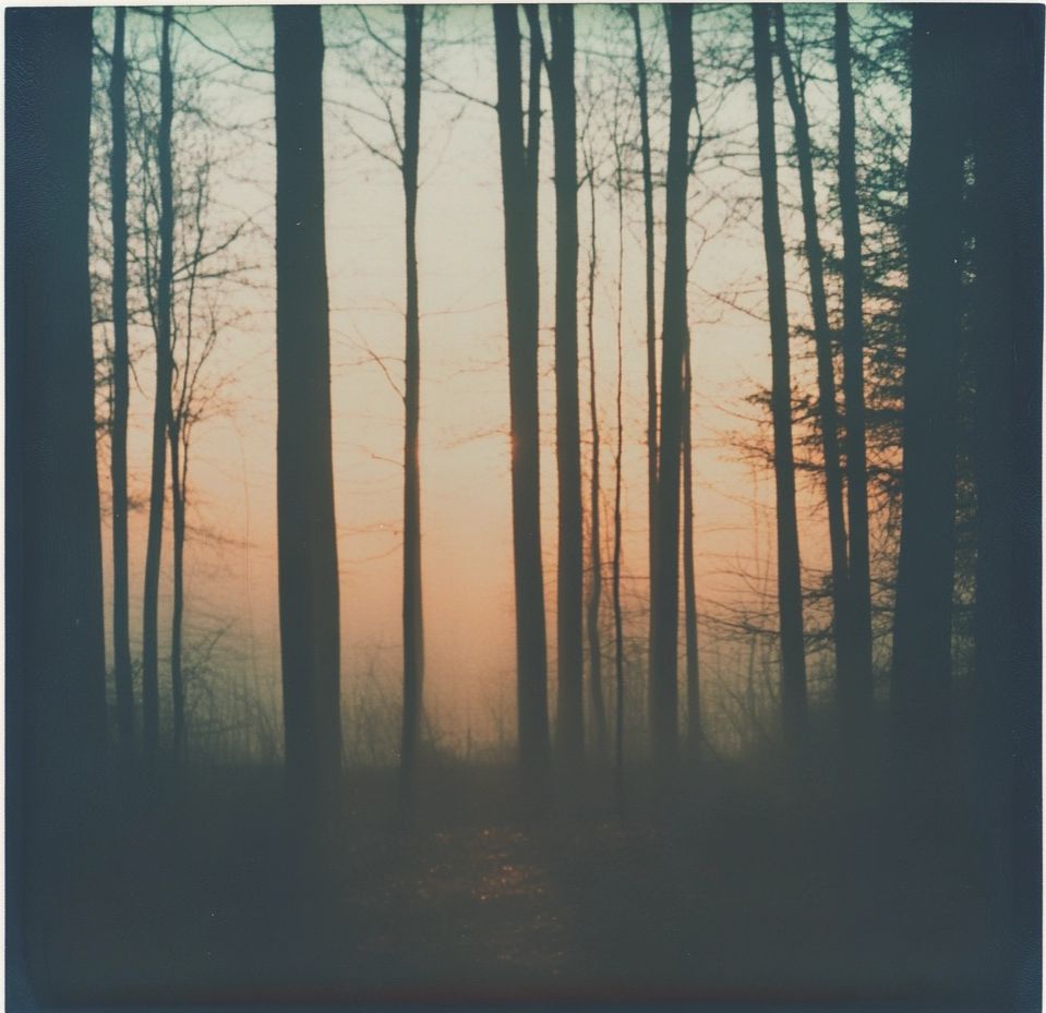 Woodland dawns