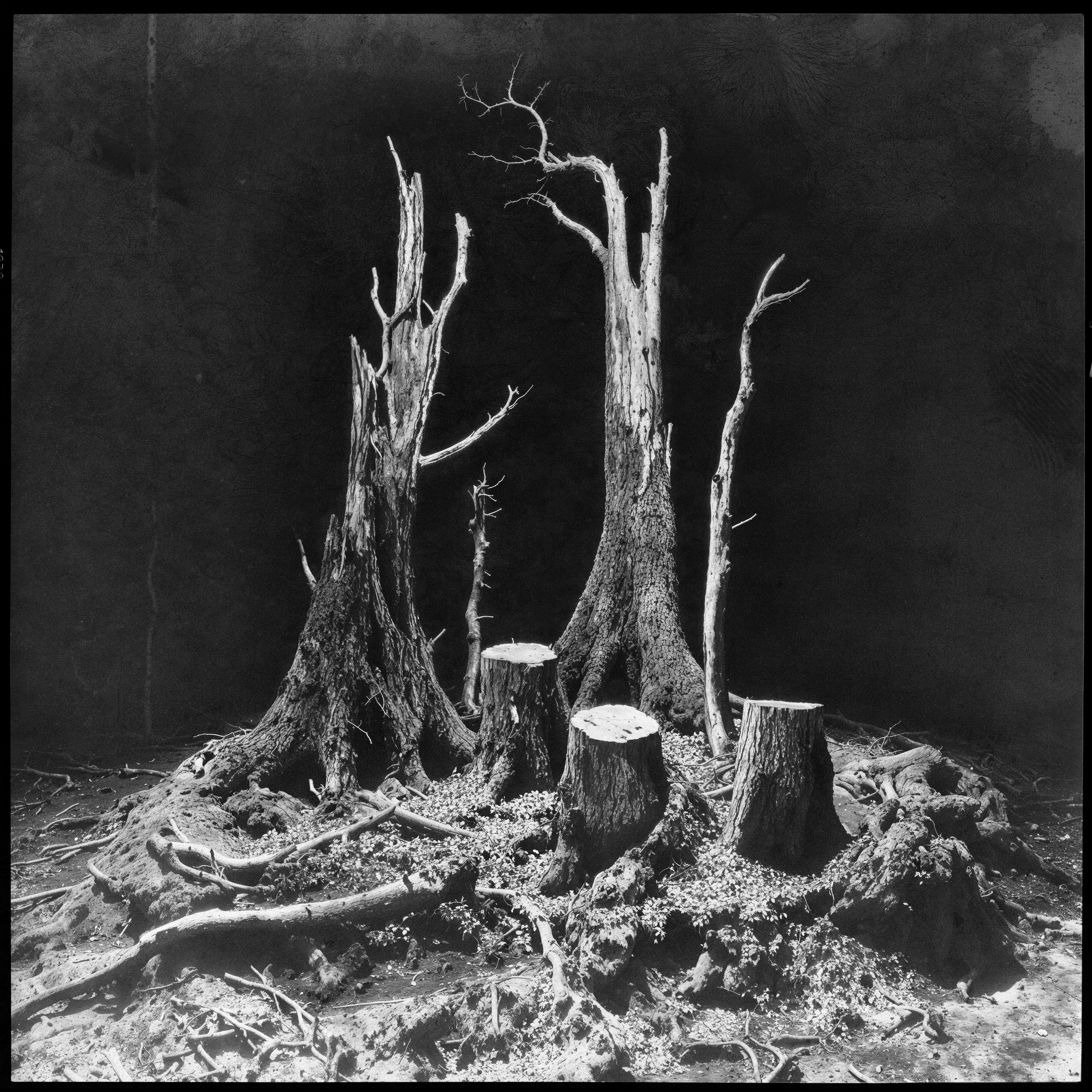 "roots and branches" #03