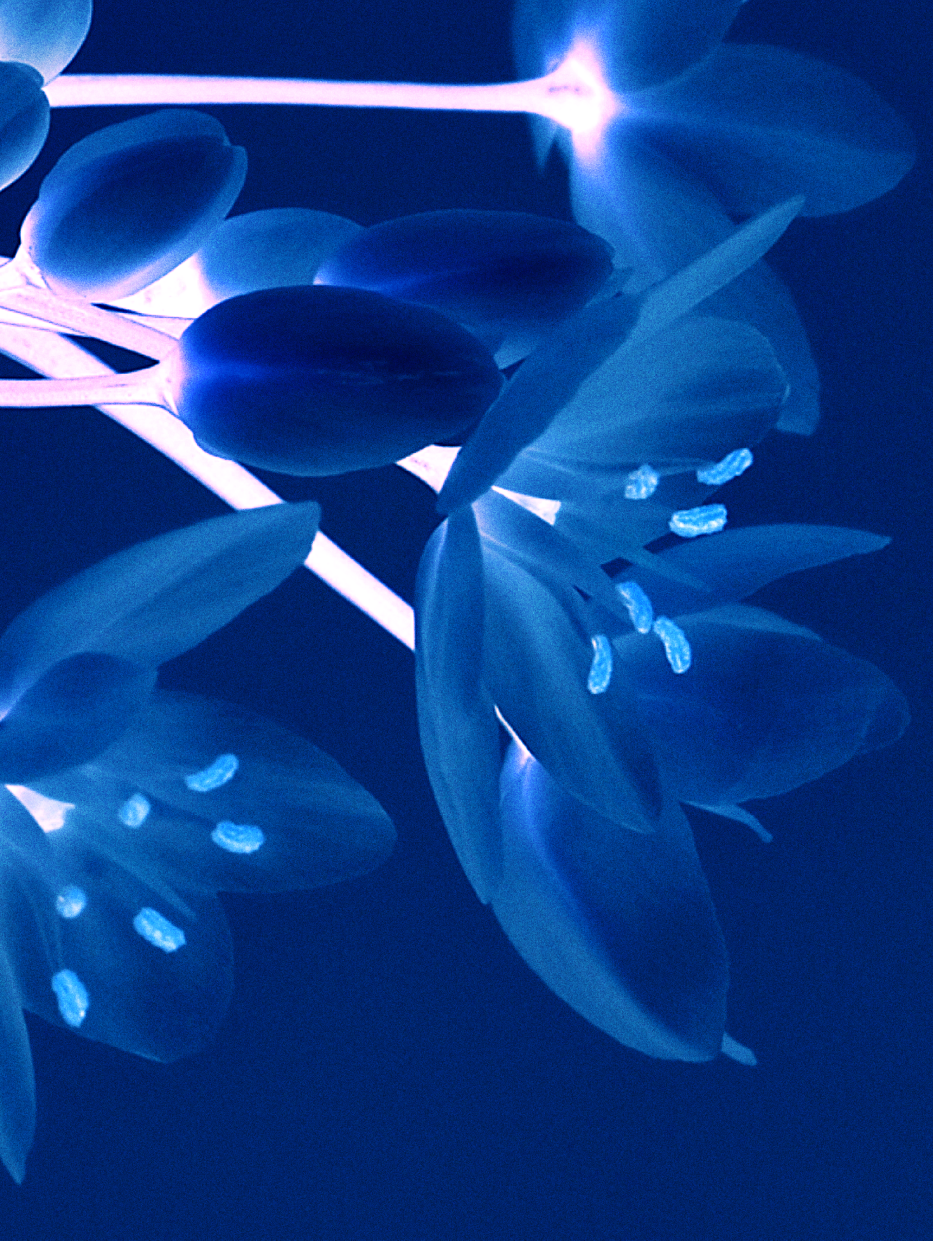 NEON III