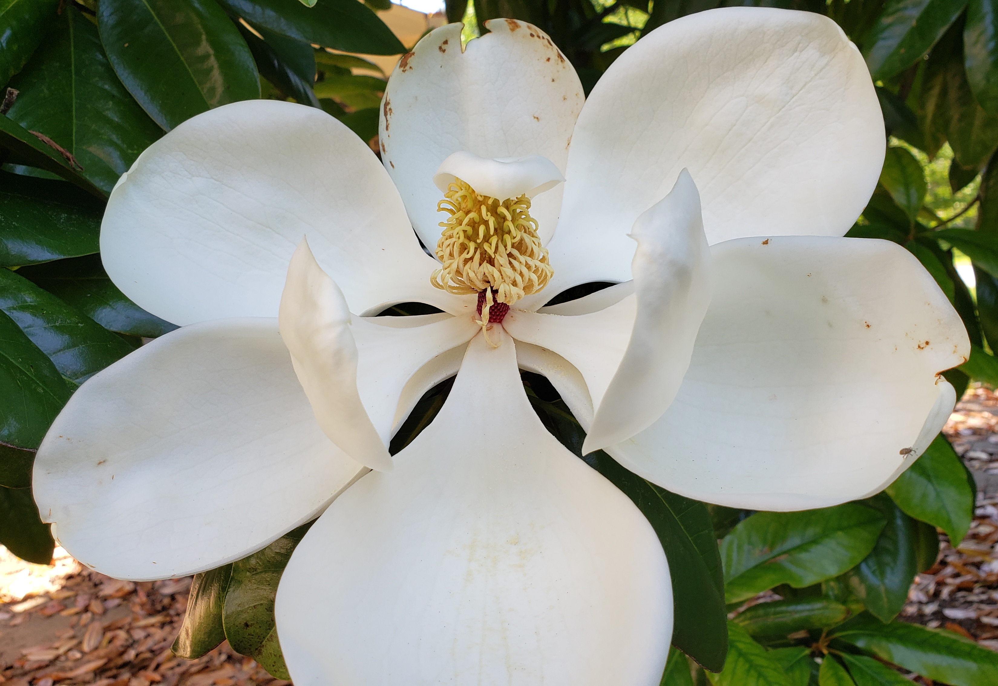 Magnolia Blossom #35