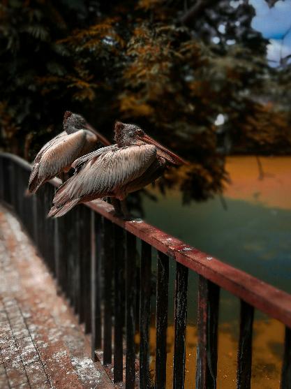 Wings at Rest #213