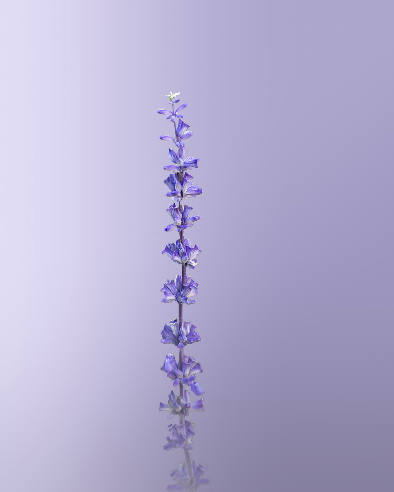 Purple Sage