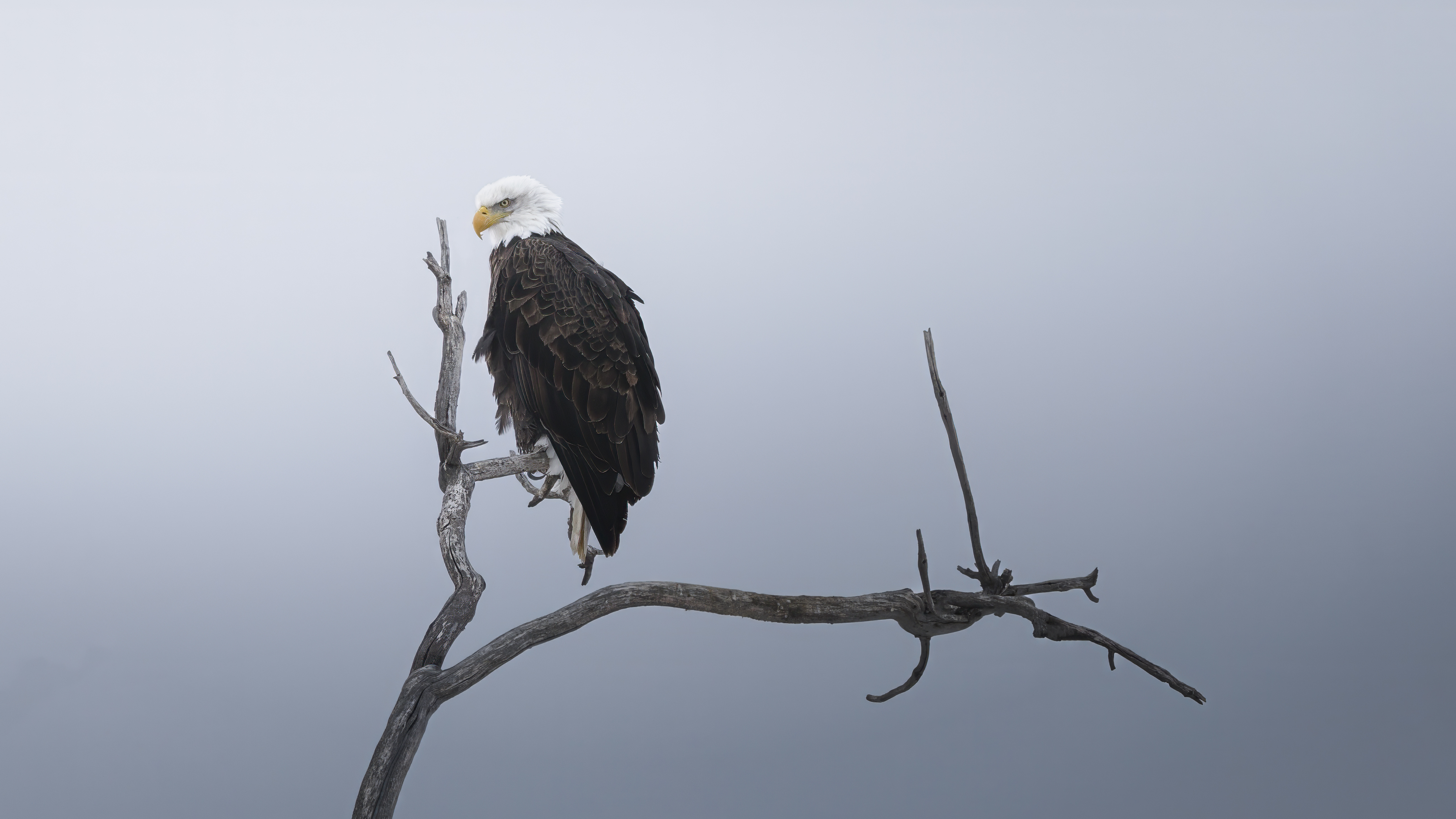 The Sentinel