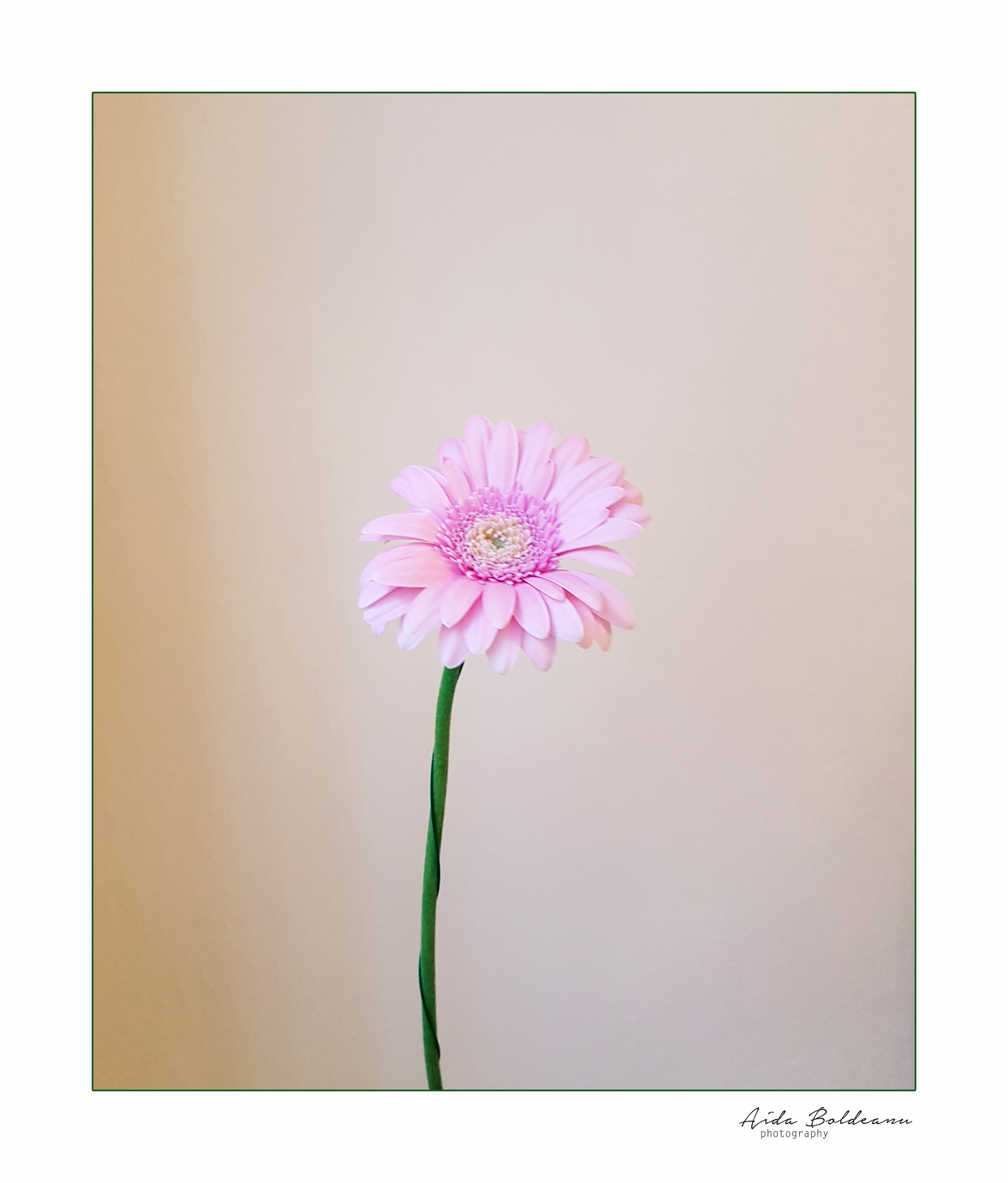 Pinky