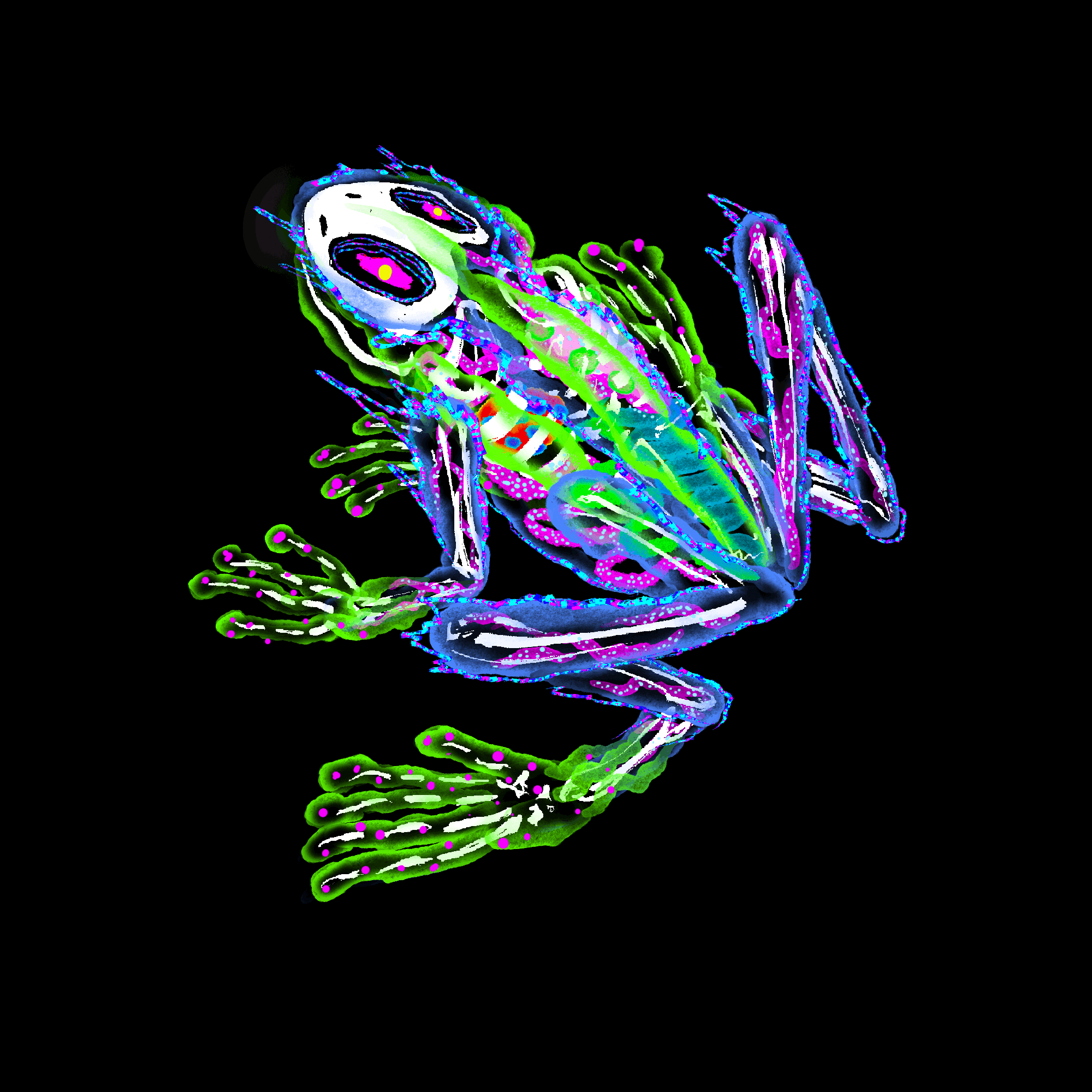 Blusy Frog