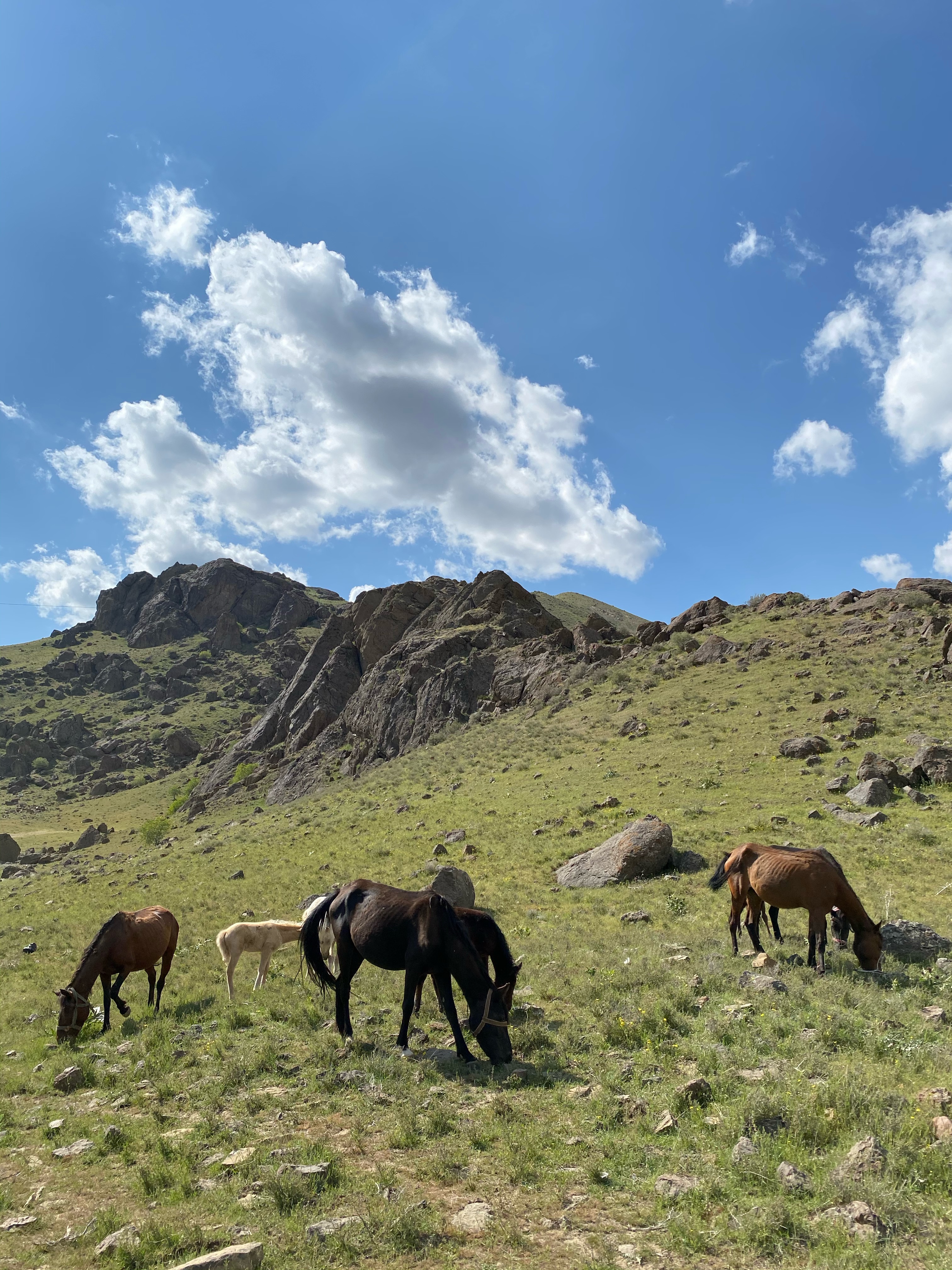 Harmony of the Horses #17