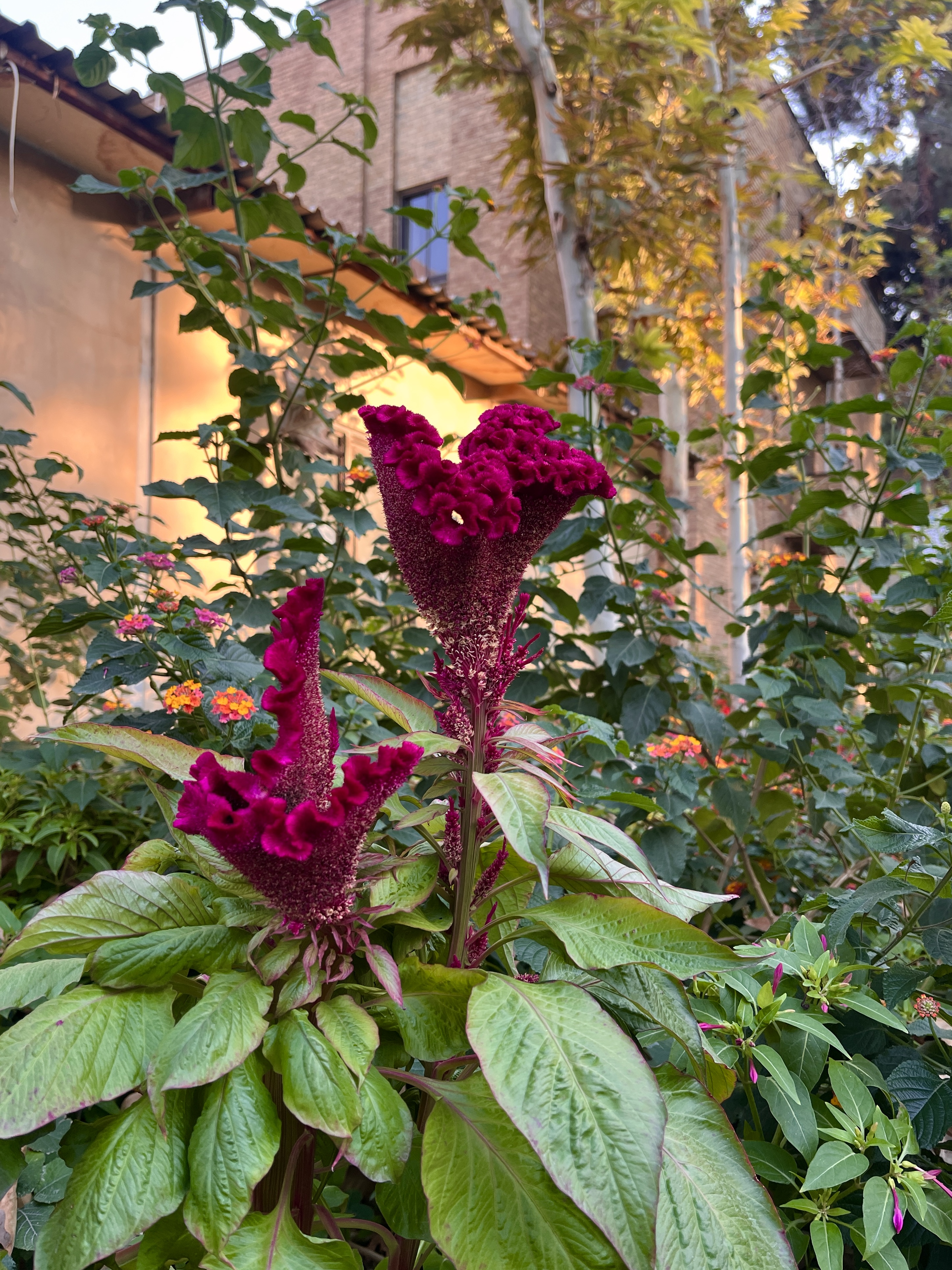 Velvet Flower #510
