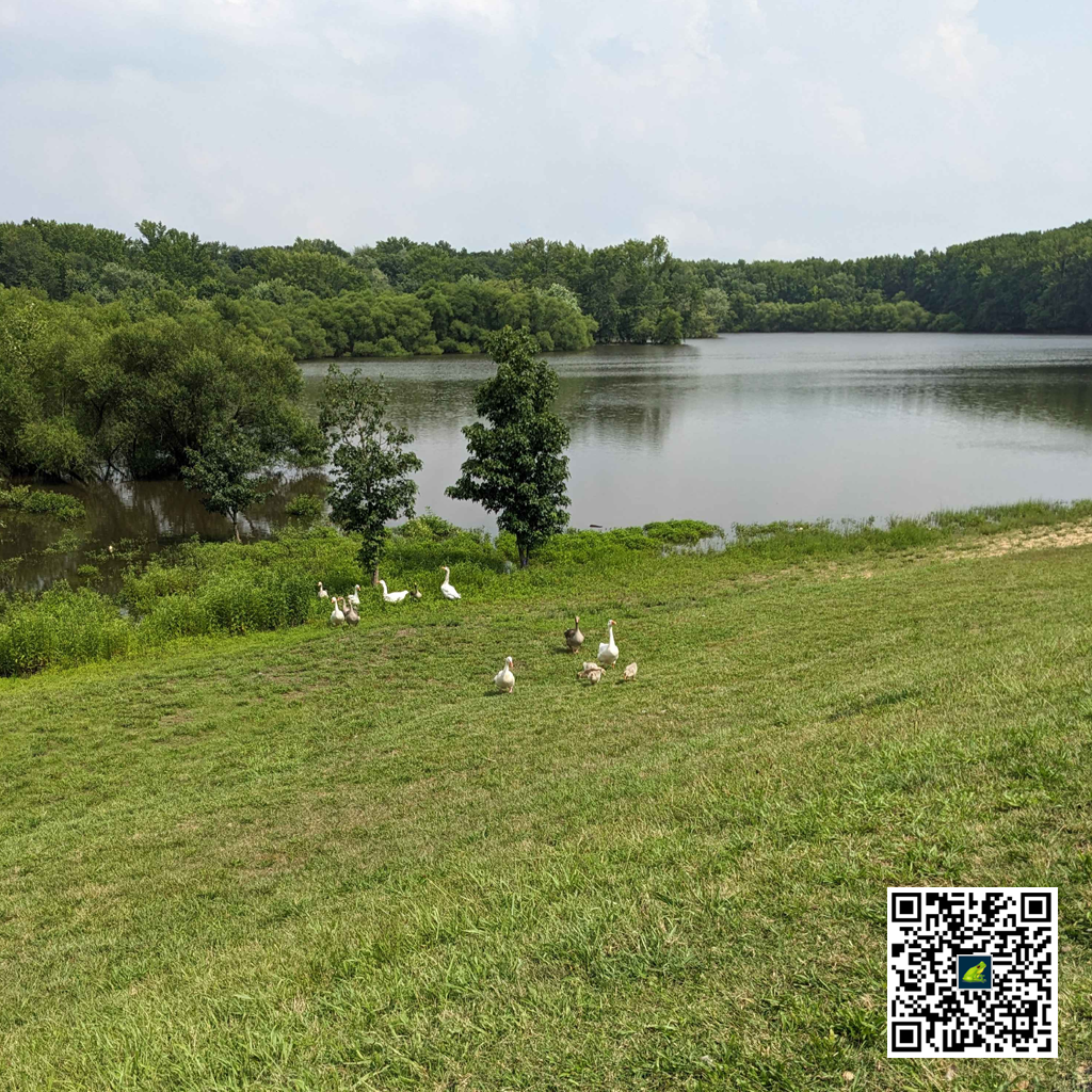 Lake and Geese