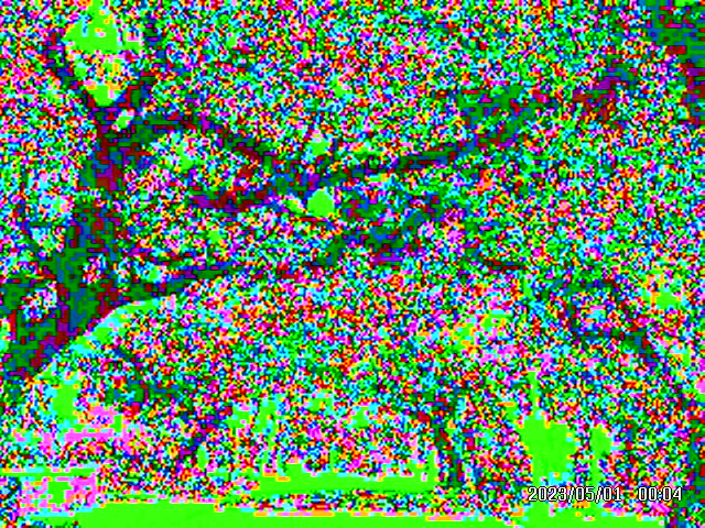 Bedford Road Tree Tunnel