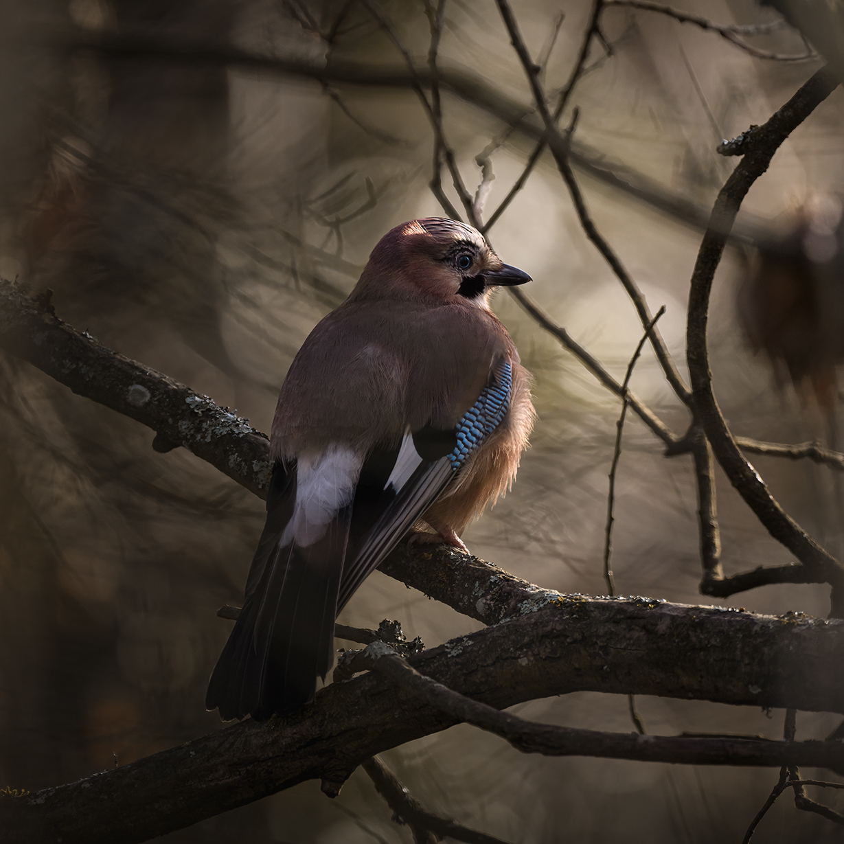 Eurasian Jay