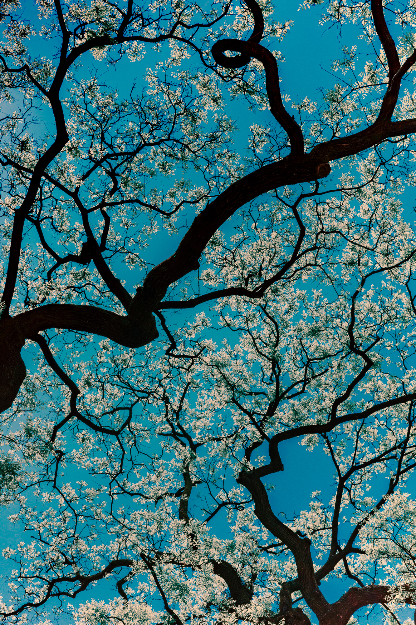 Changdeokgung