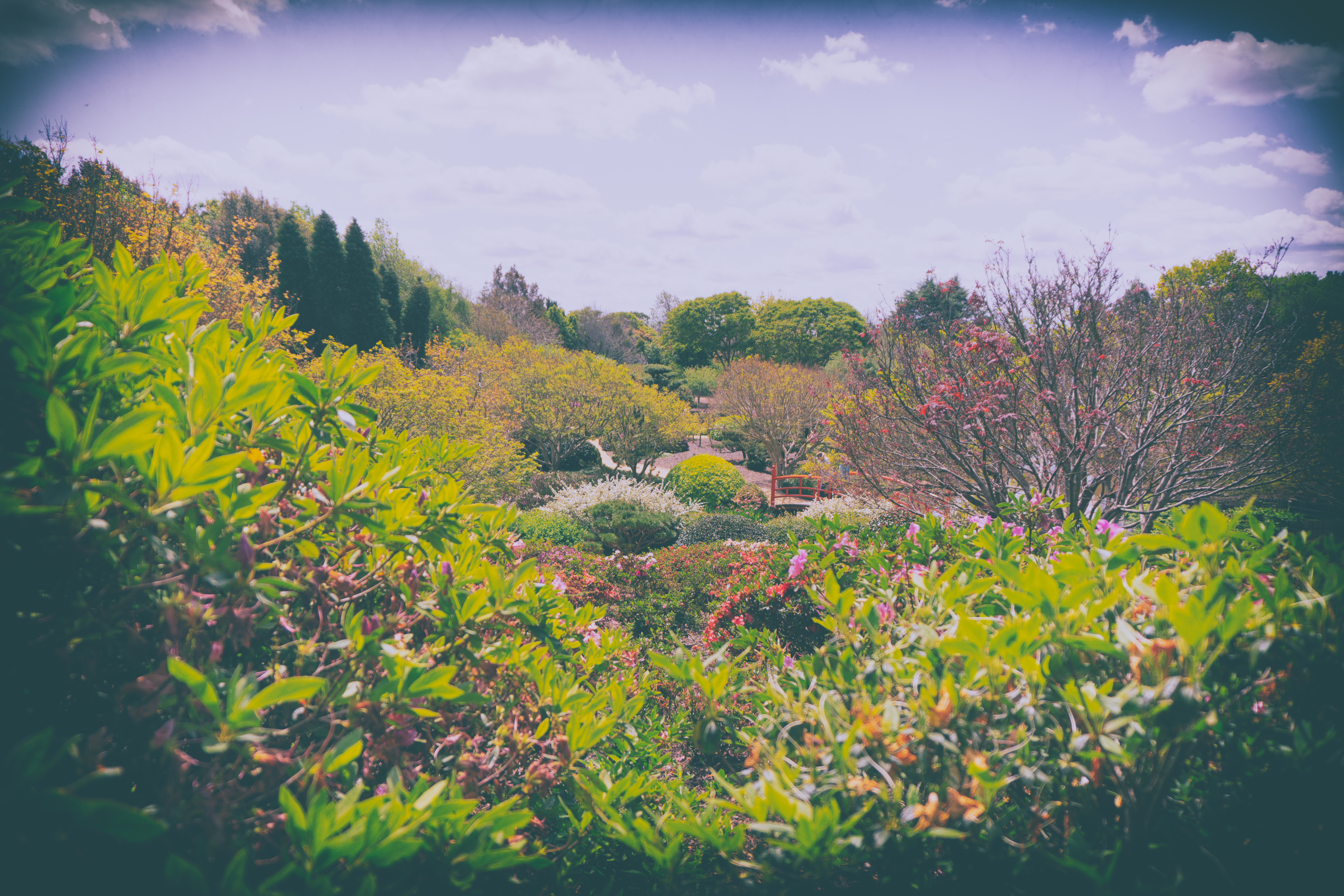 Japanese garden 3