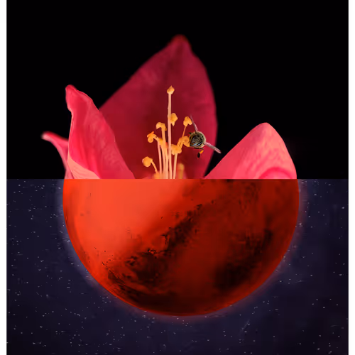 The Blooming of a New World