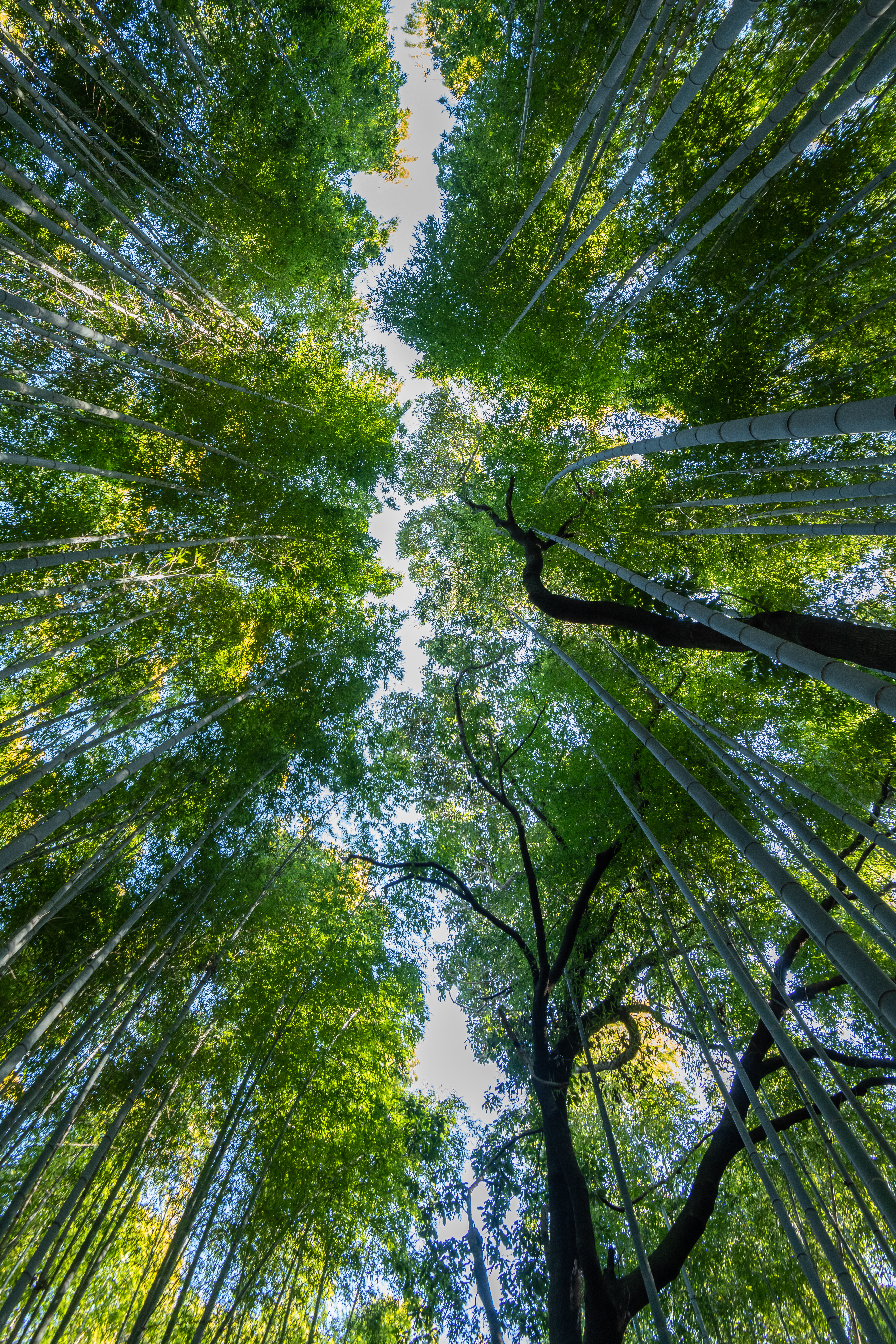 Arashiyama Bamboo Grove