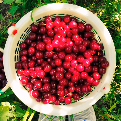 Sour cherry #12