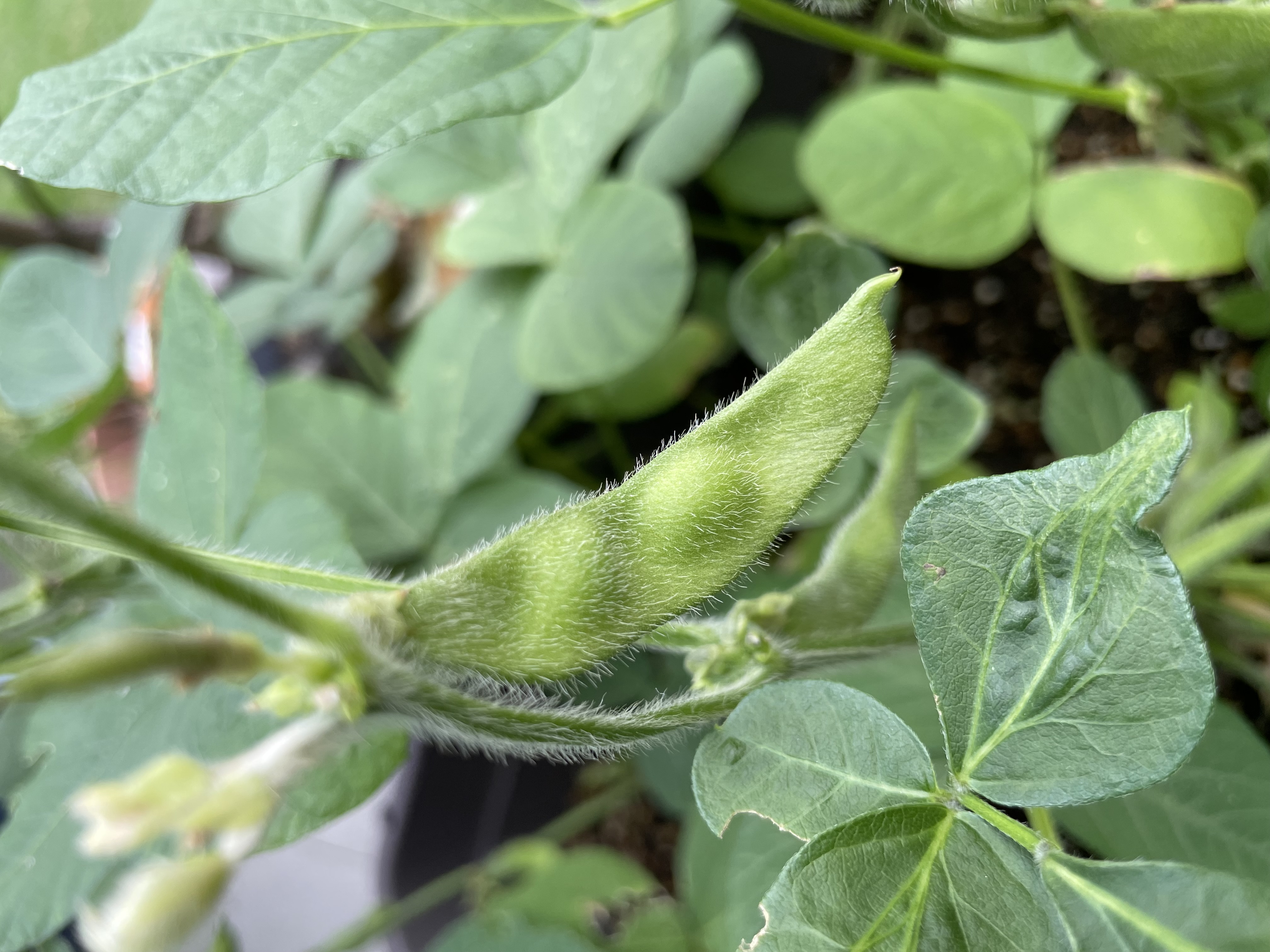 Edamame #4