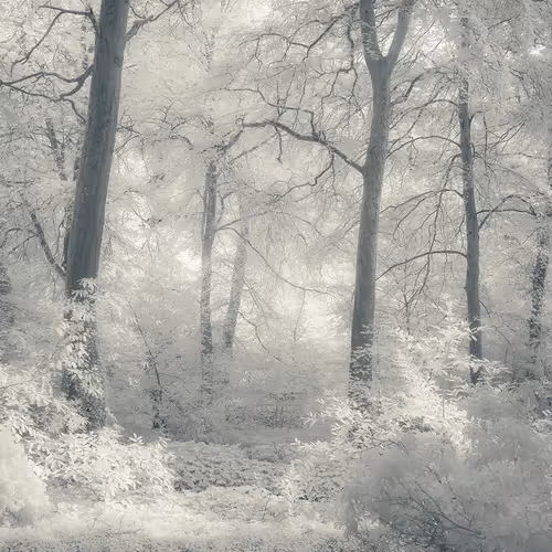 WHITE WOODS