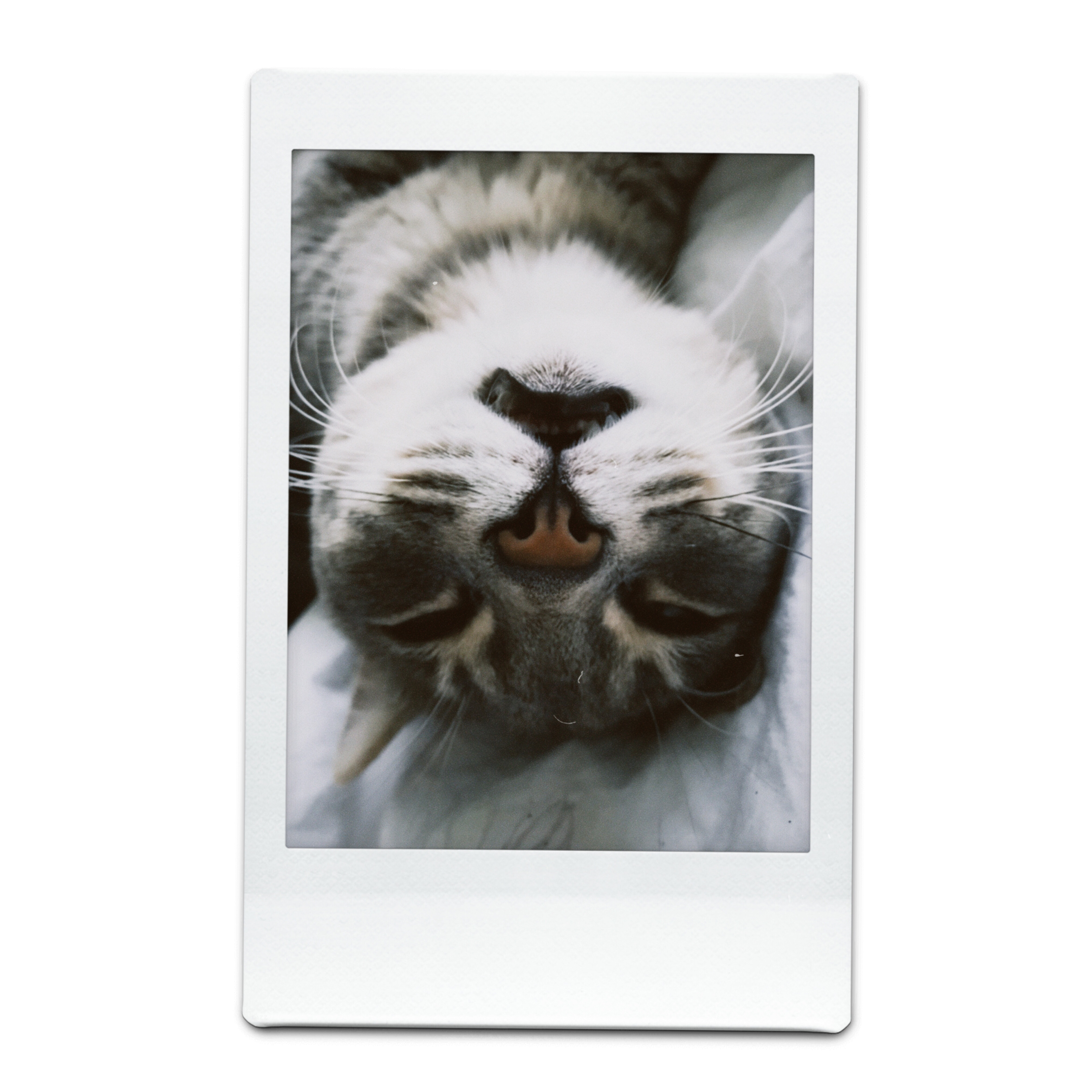 I’m Ququsique and this is first gm’eow