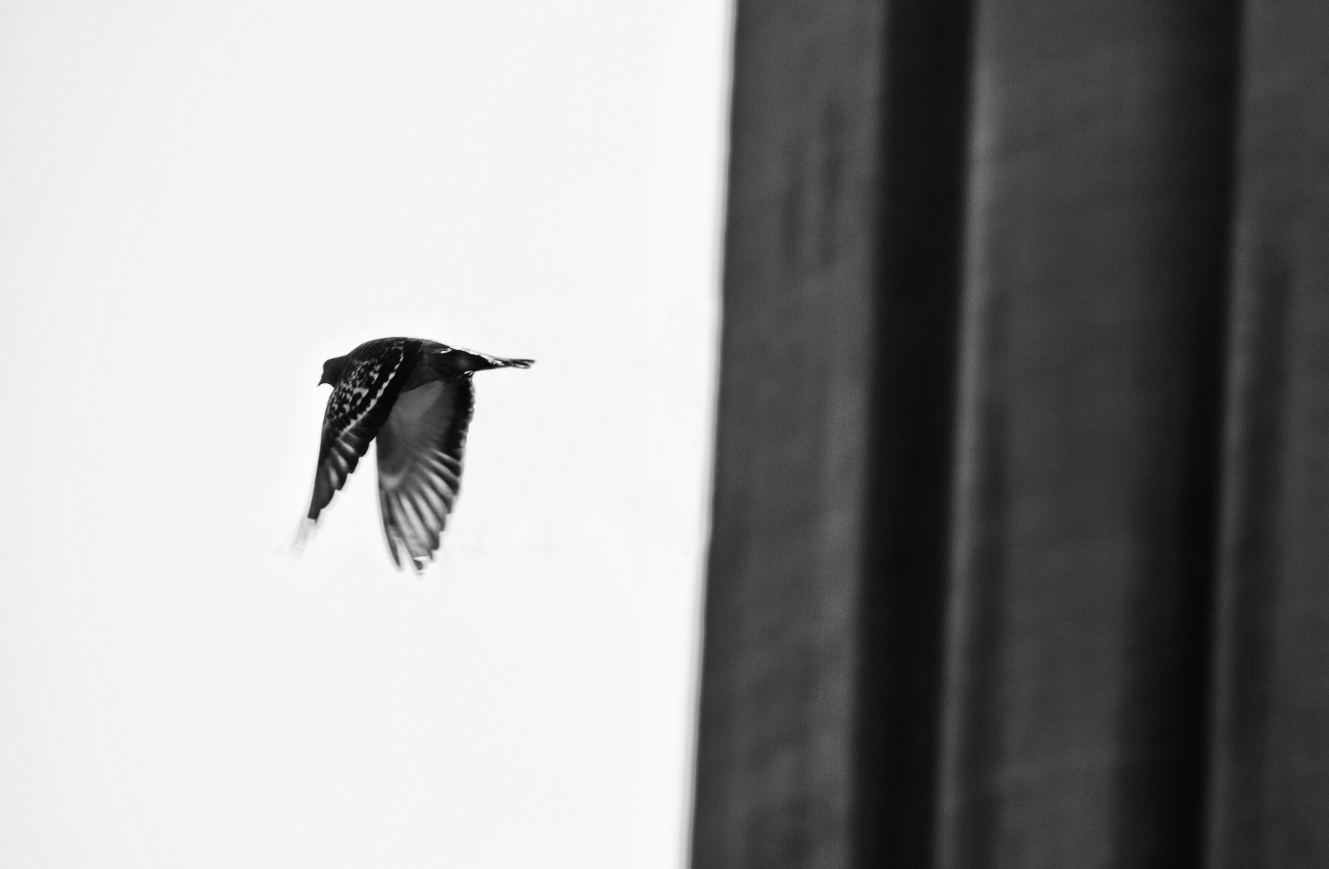 Fly away #11