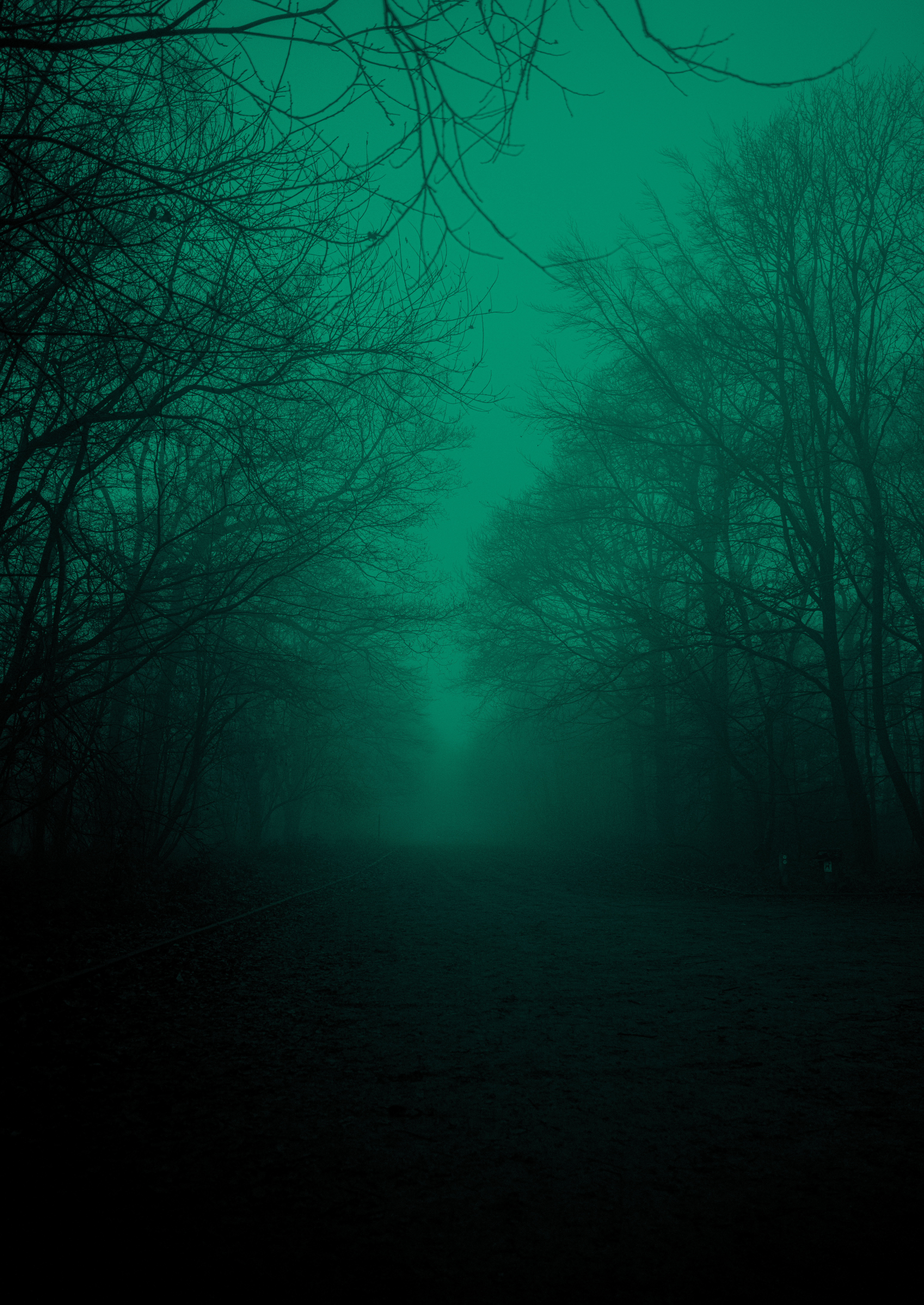 Long winter walks through the fog