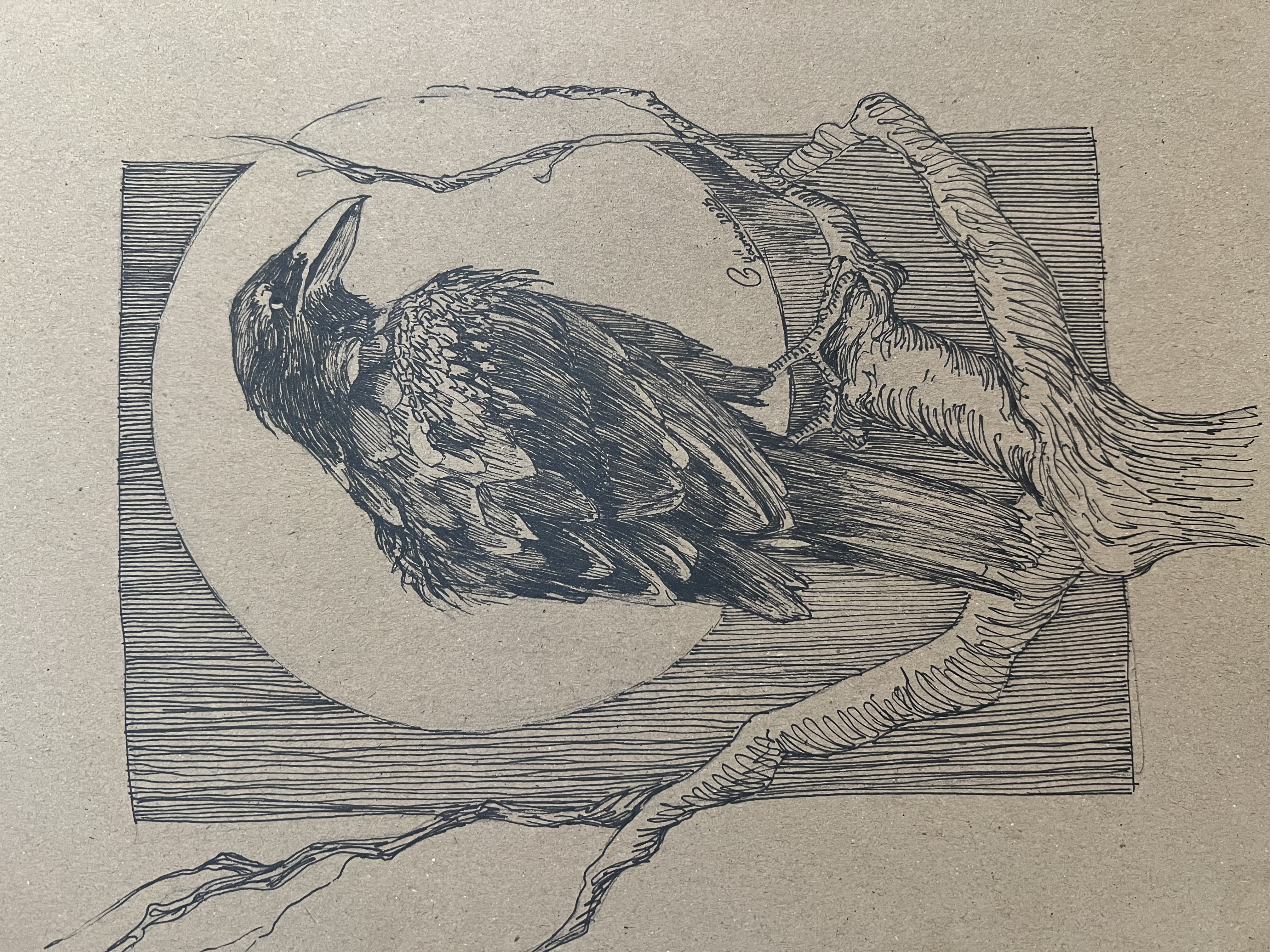 Crow