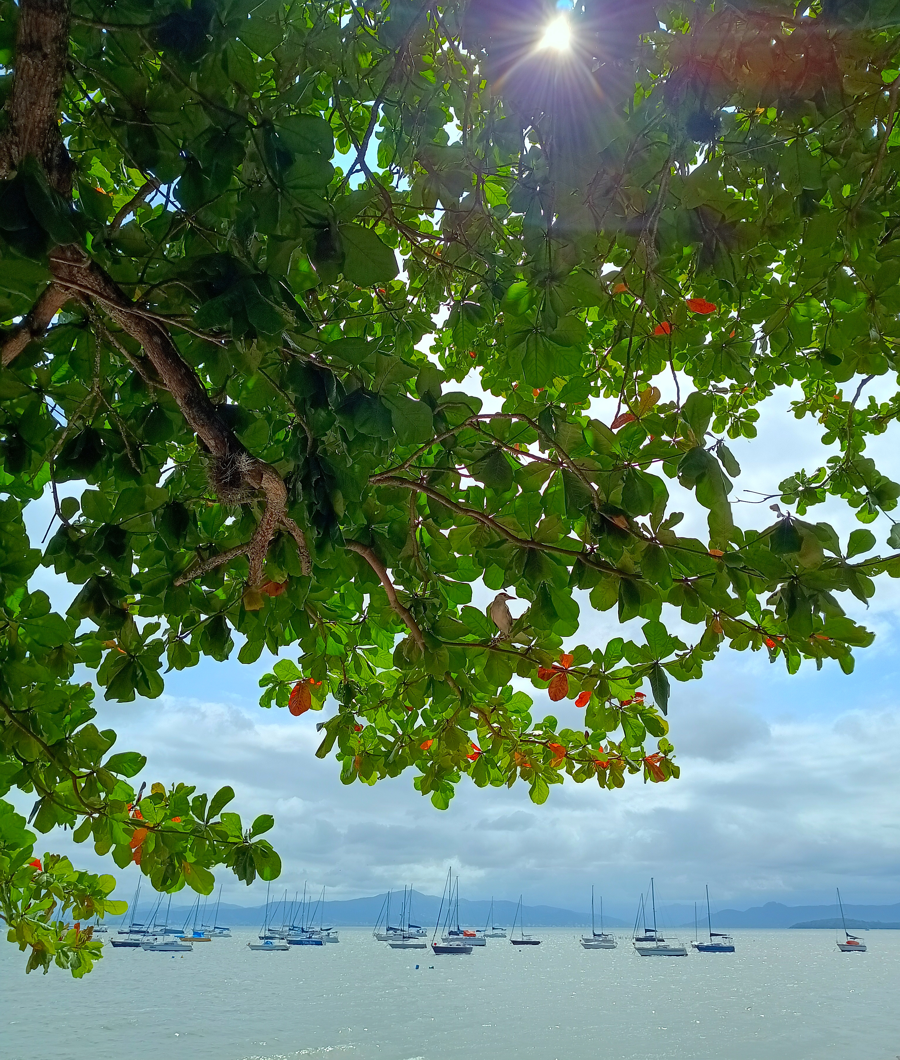 Can you find a bird?