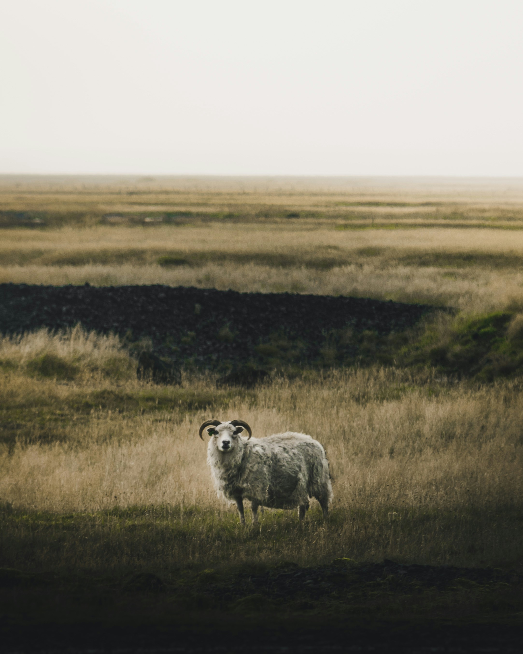 Animal