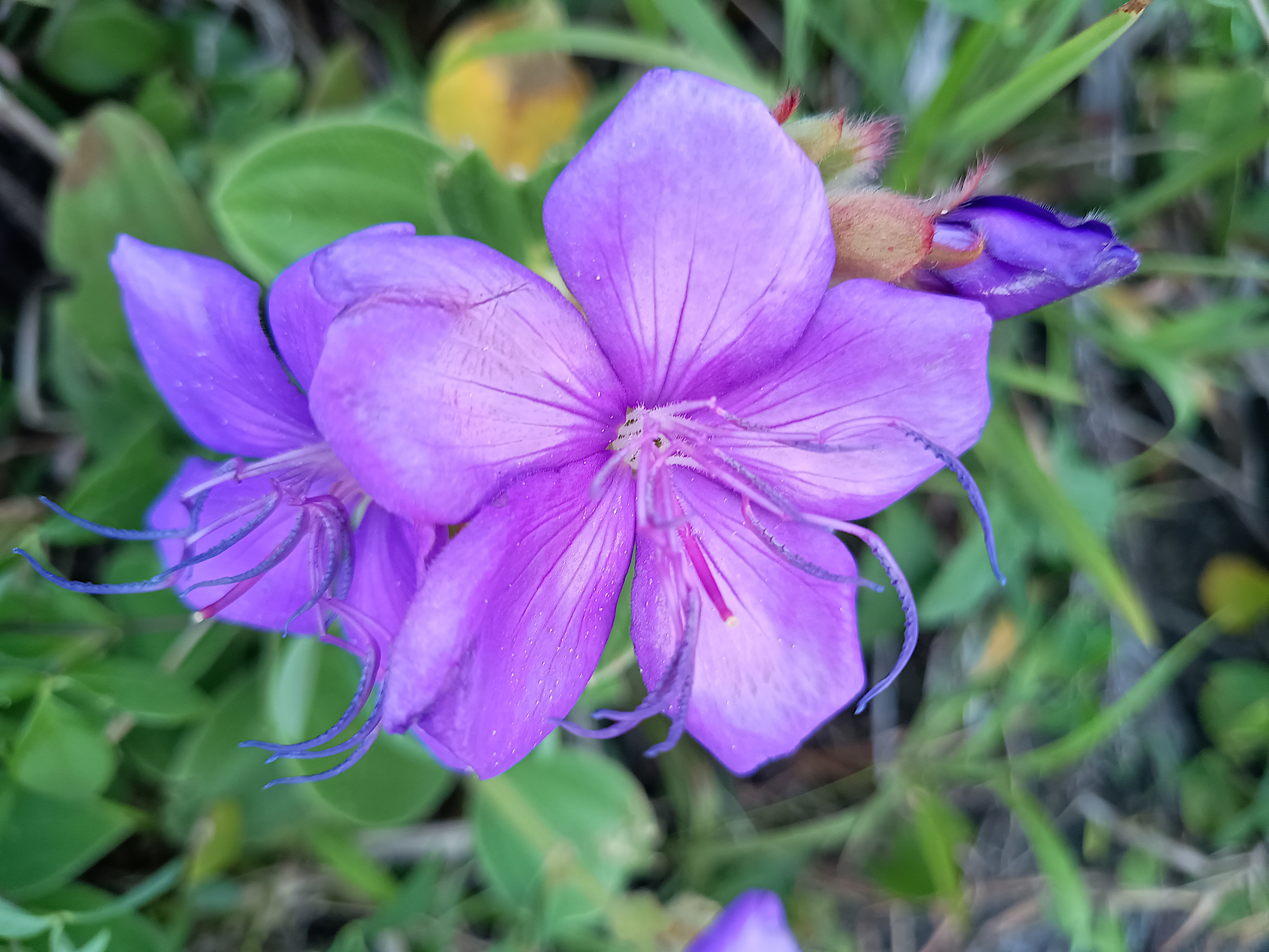 Delicate