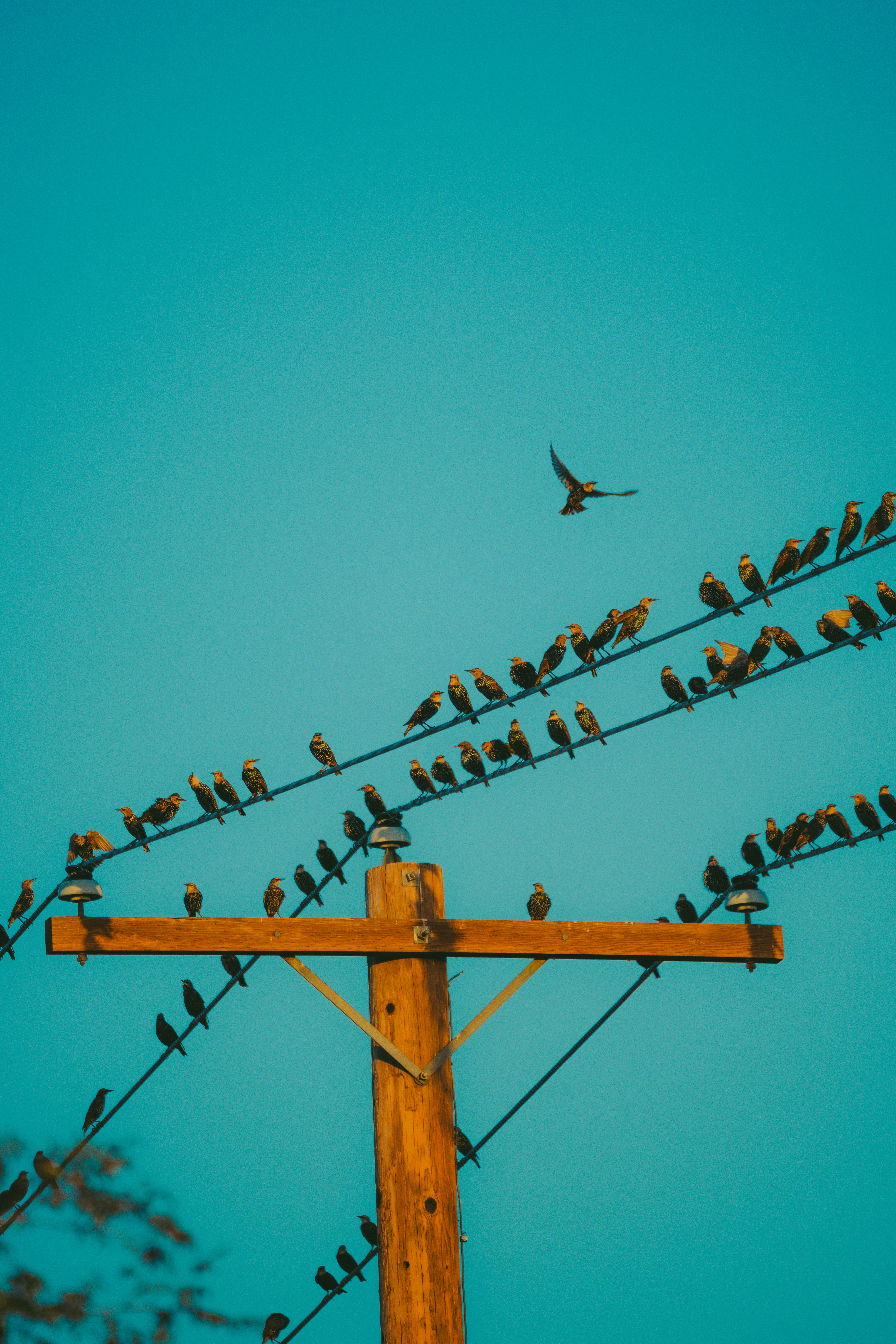 Bird by Bird