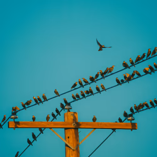 Bird by Bird