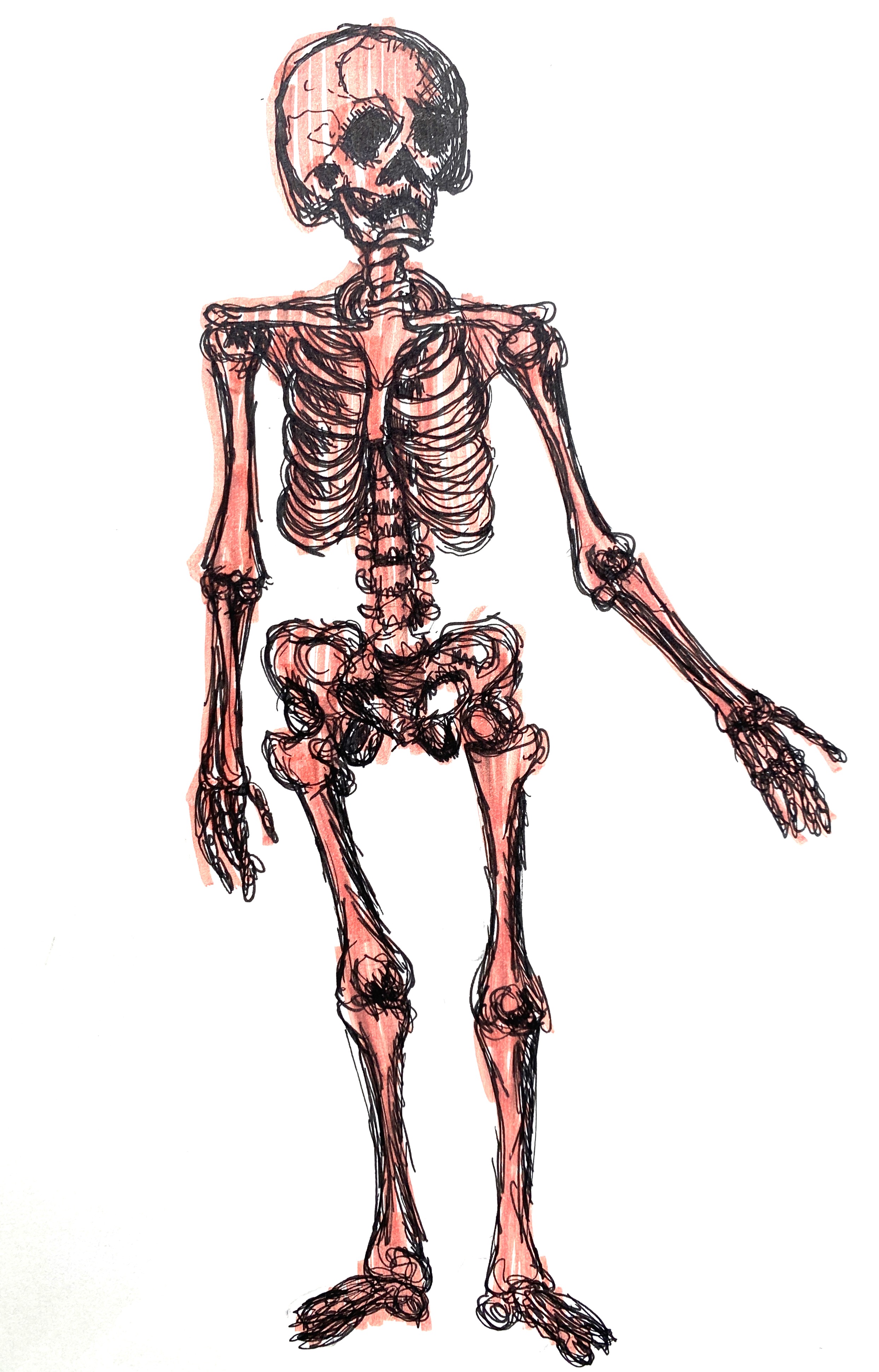 Skeleton