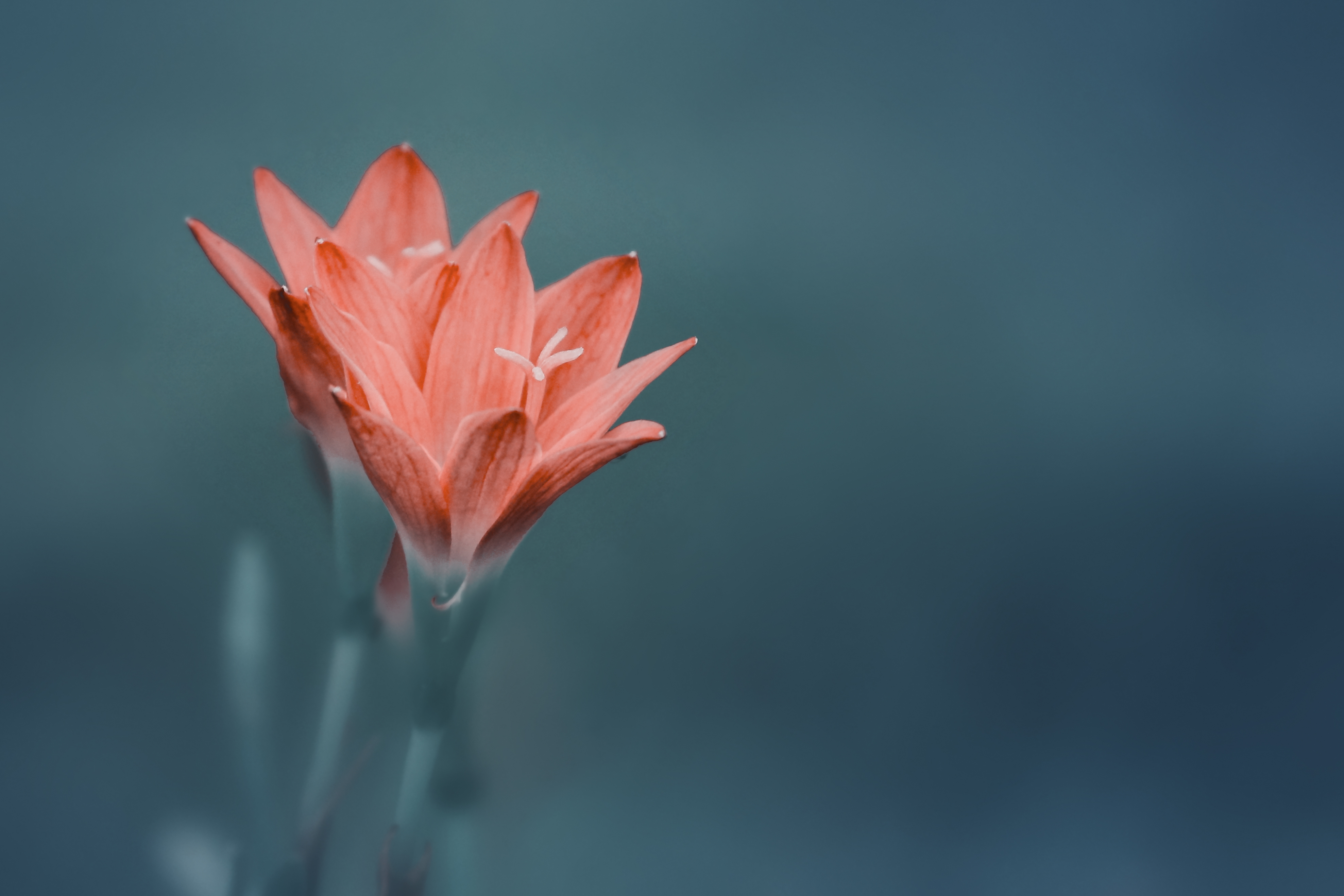 Flora 21