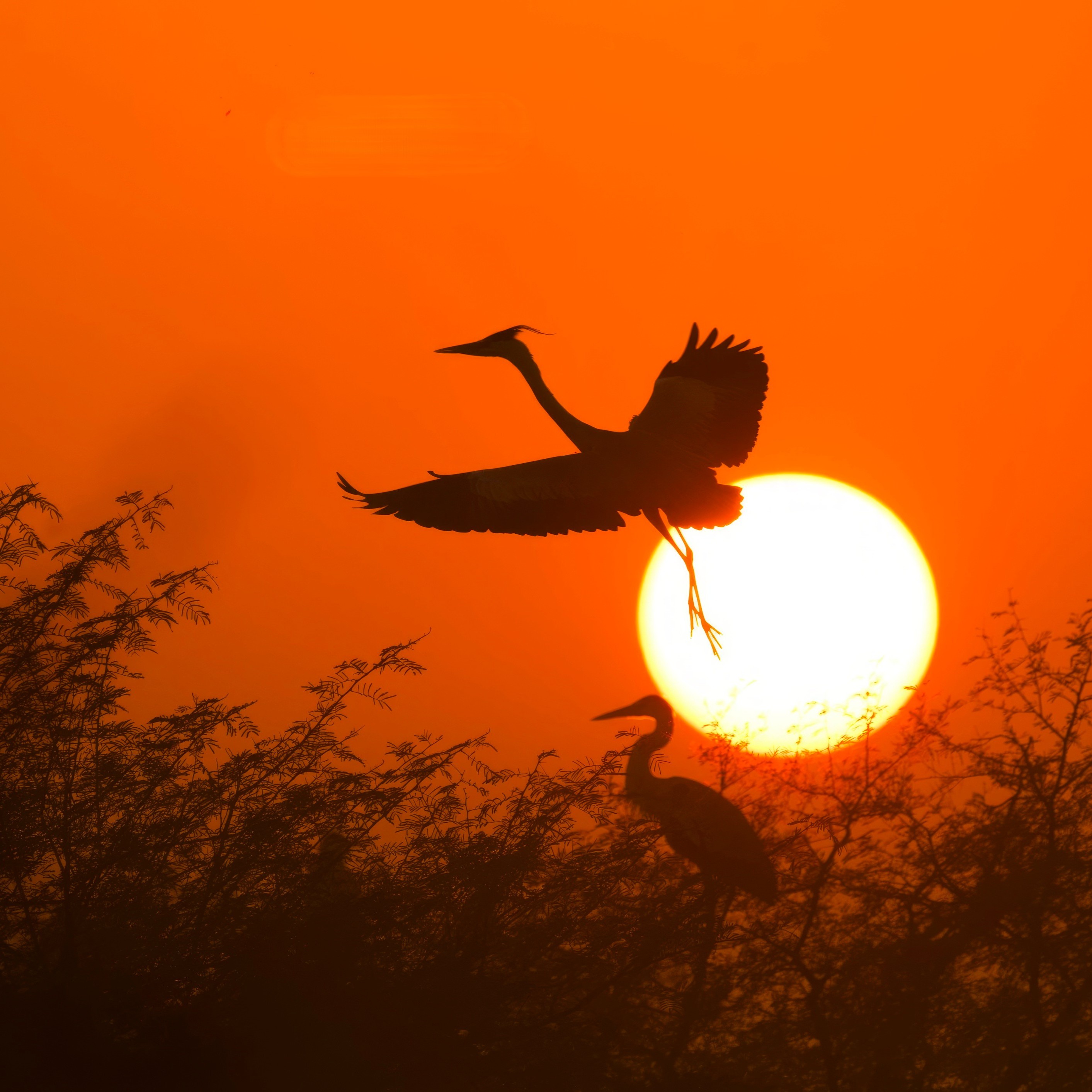 Sunset Flight
