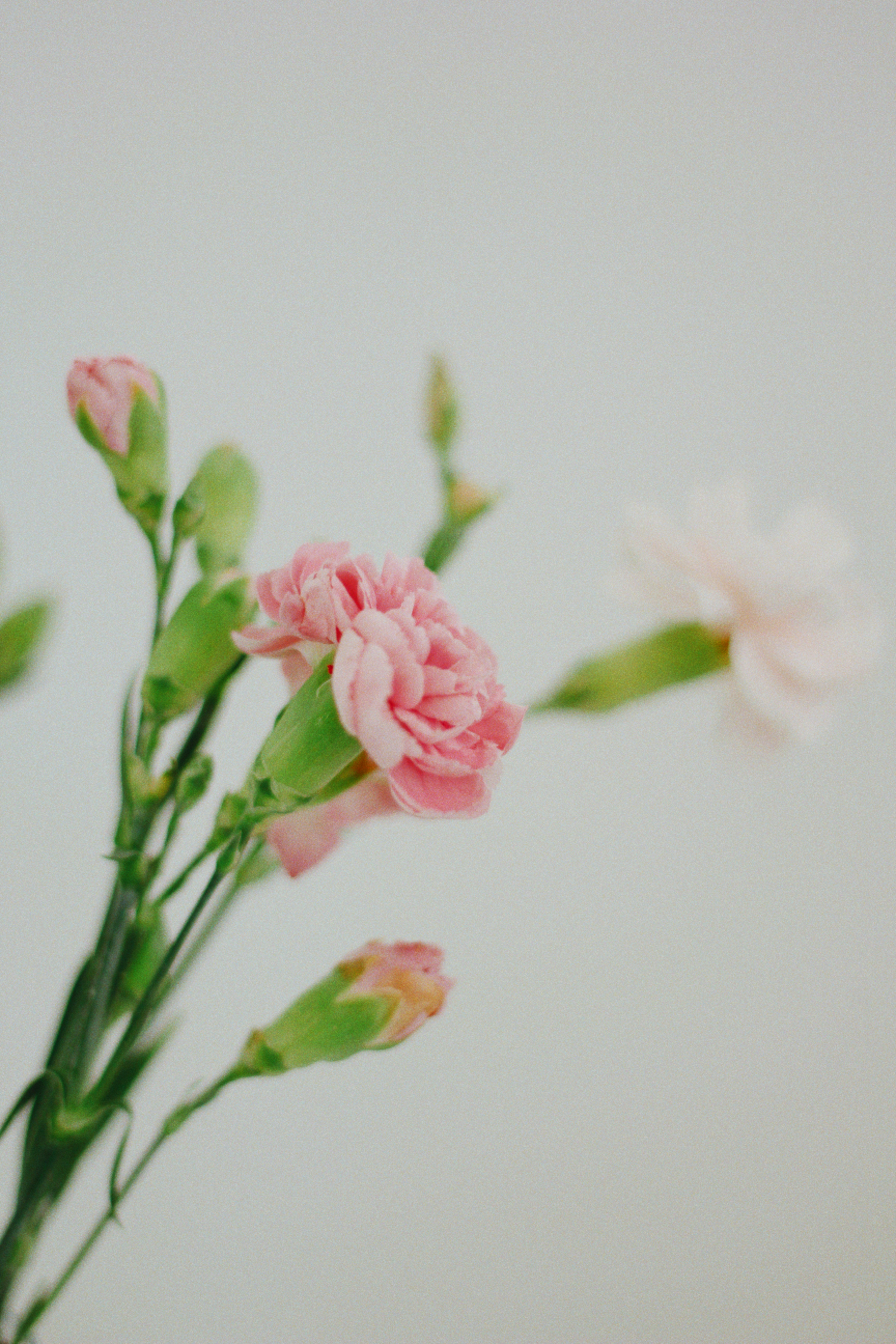 🌸
