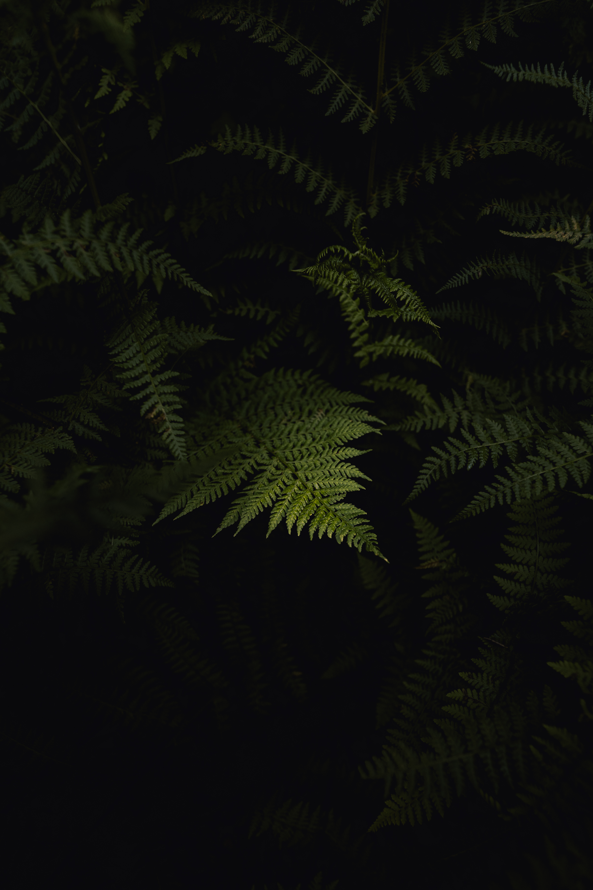 𖧧𖥧 Fern