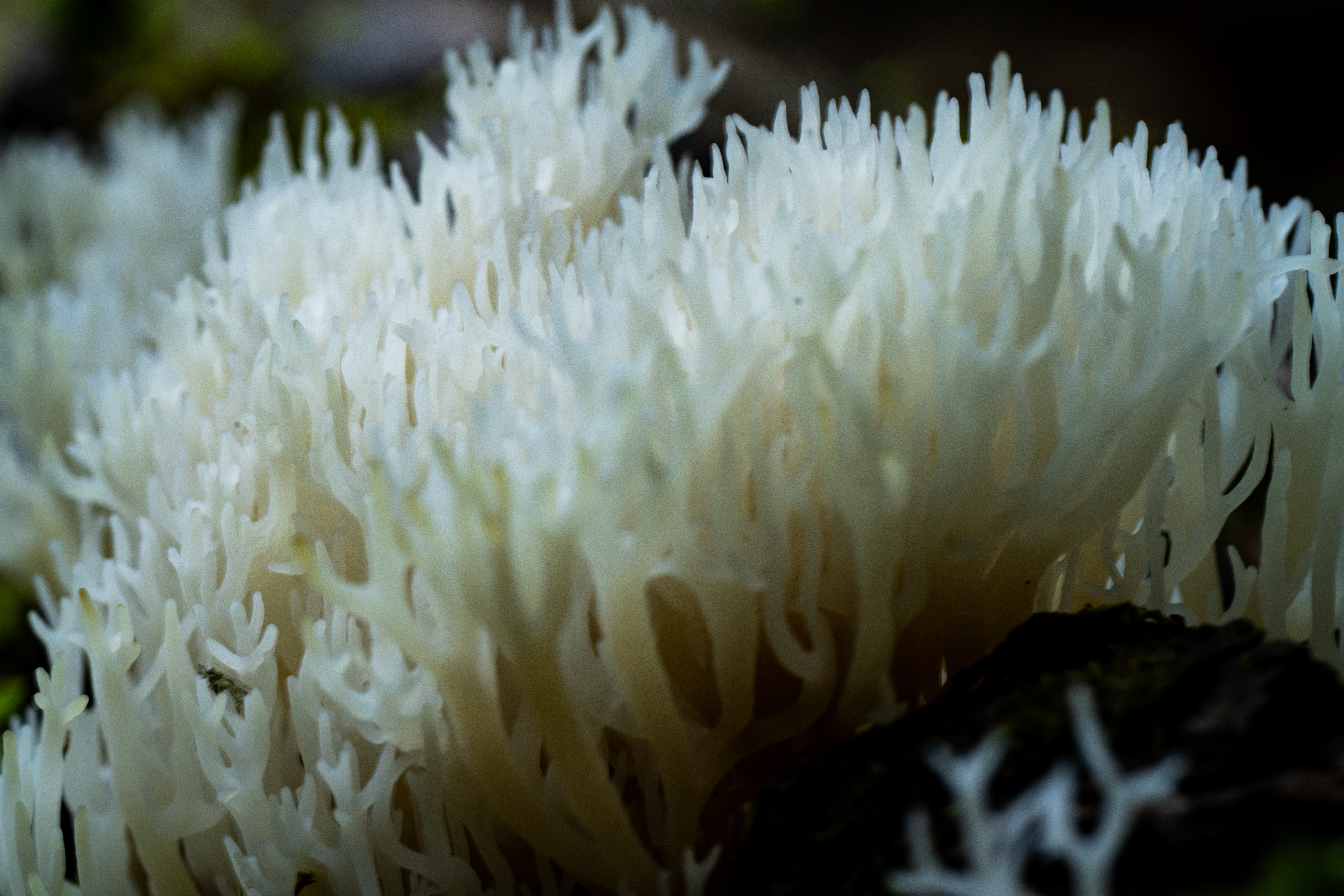 a fungus amungus